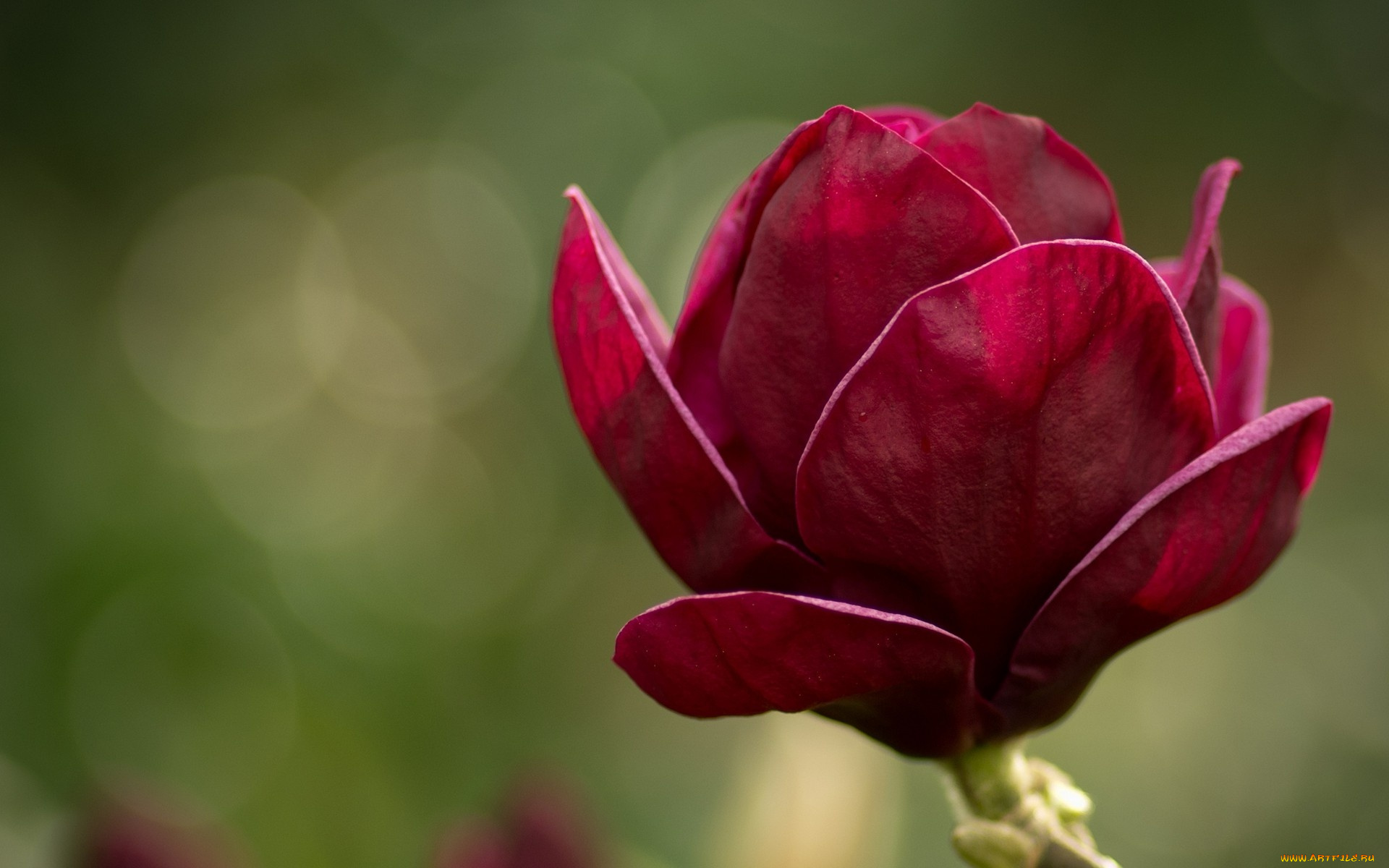 цветы, магнолии, лепестки
