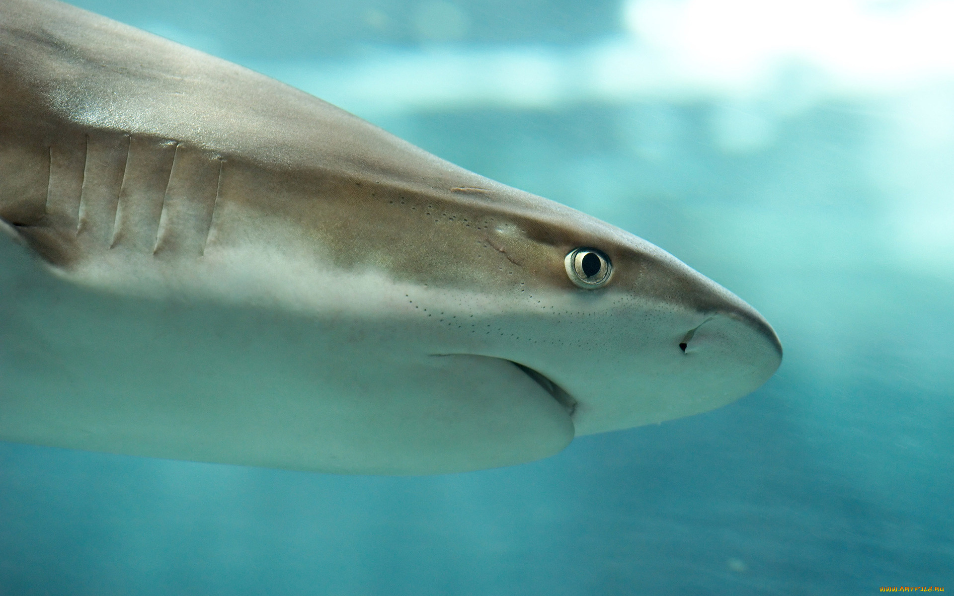 животные, акулы, акула