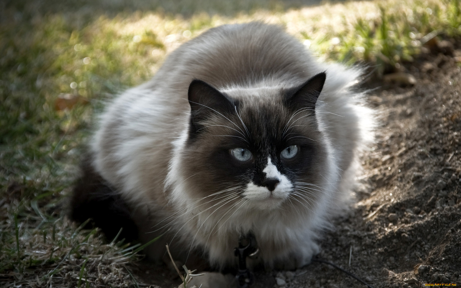 животные, коты, кот