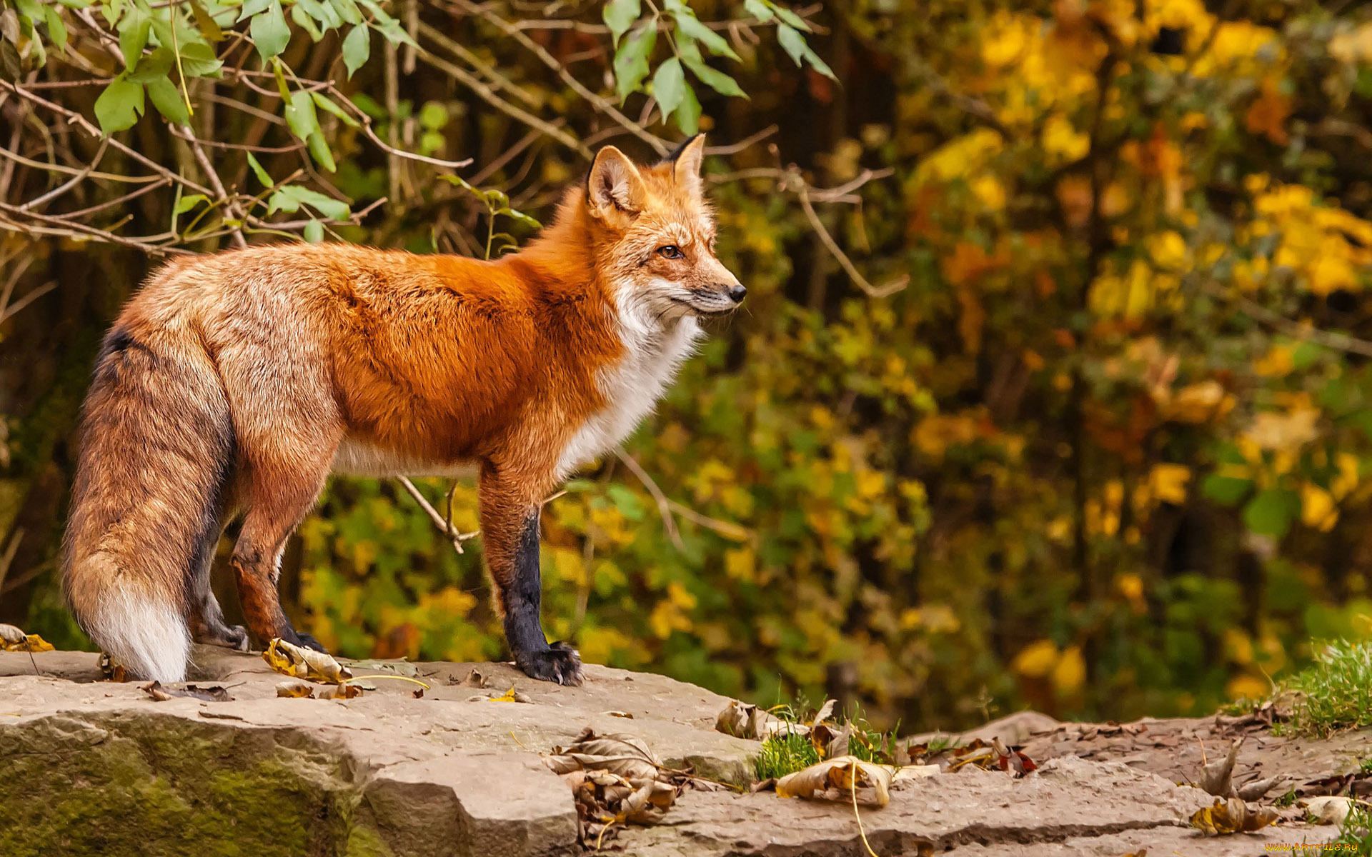 животные, лисы, взгляд