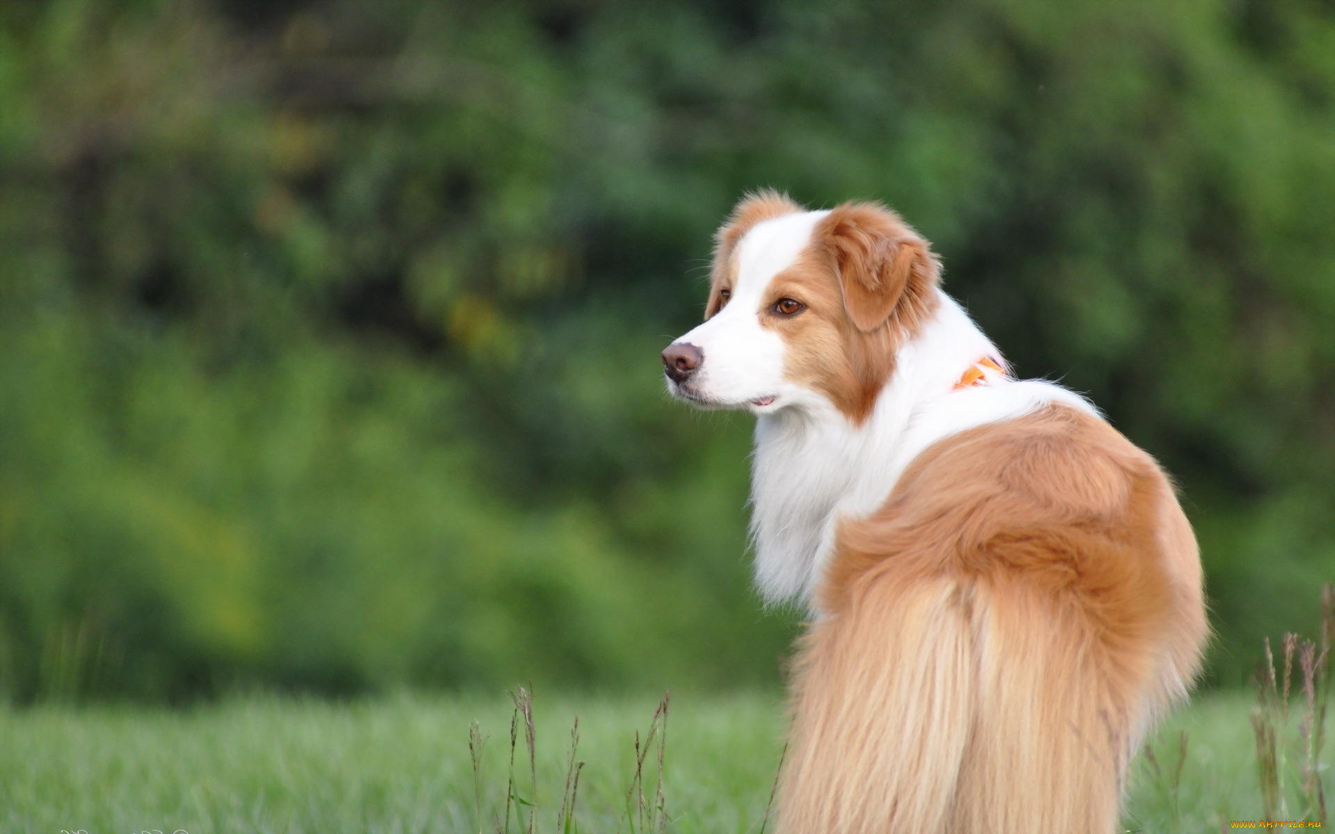 животные, собаки, рыжый, взгляд