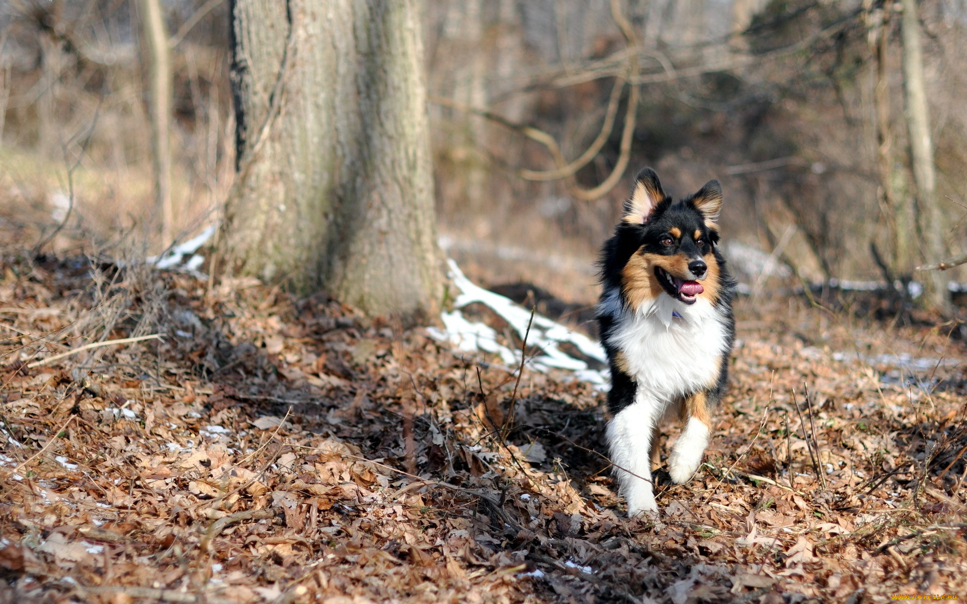 животные, собаки, собака