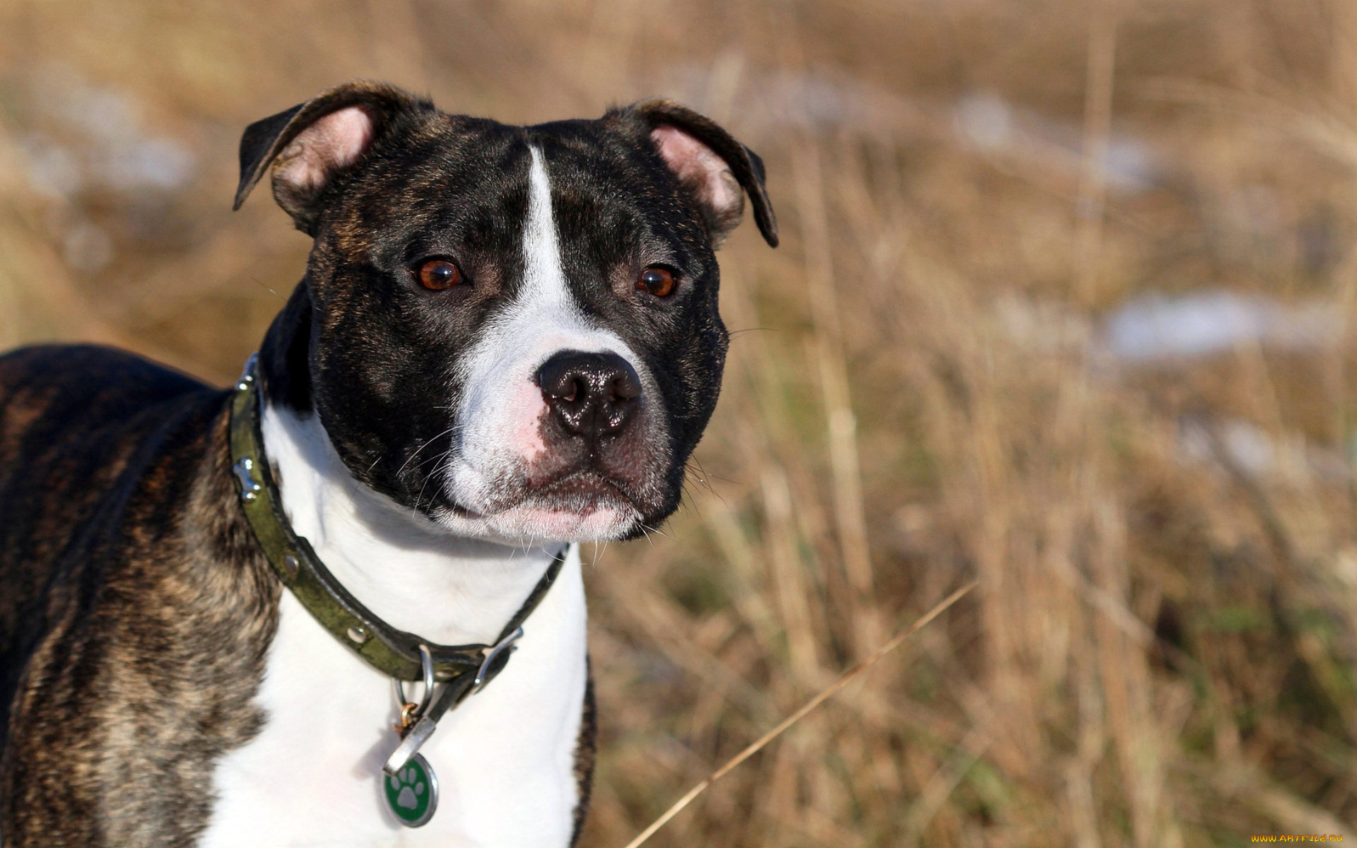 животные, собаки, взгляд