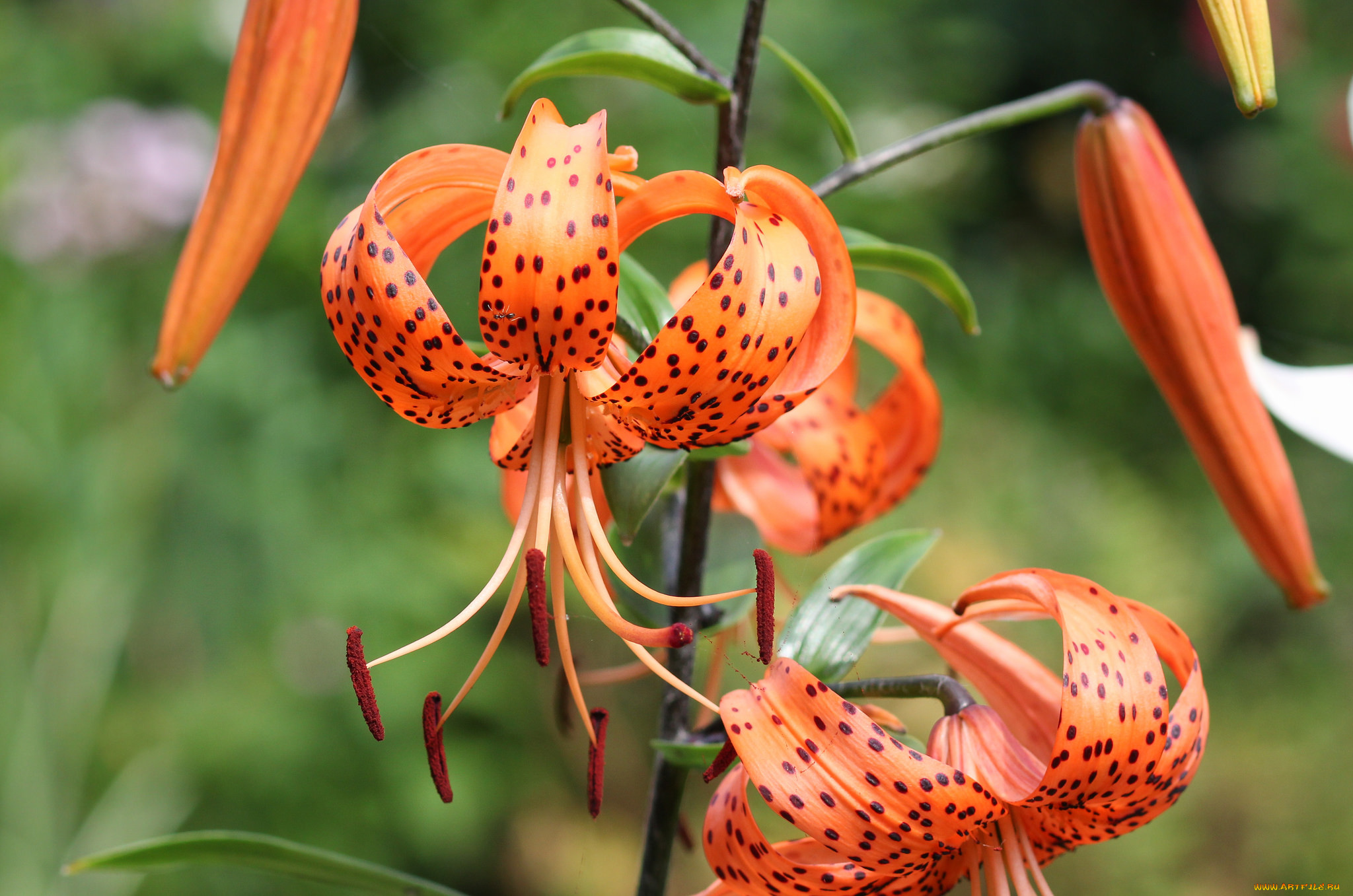 цветы, лилии, , лилейники, цветение, лепестки, lily, bloom, petals