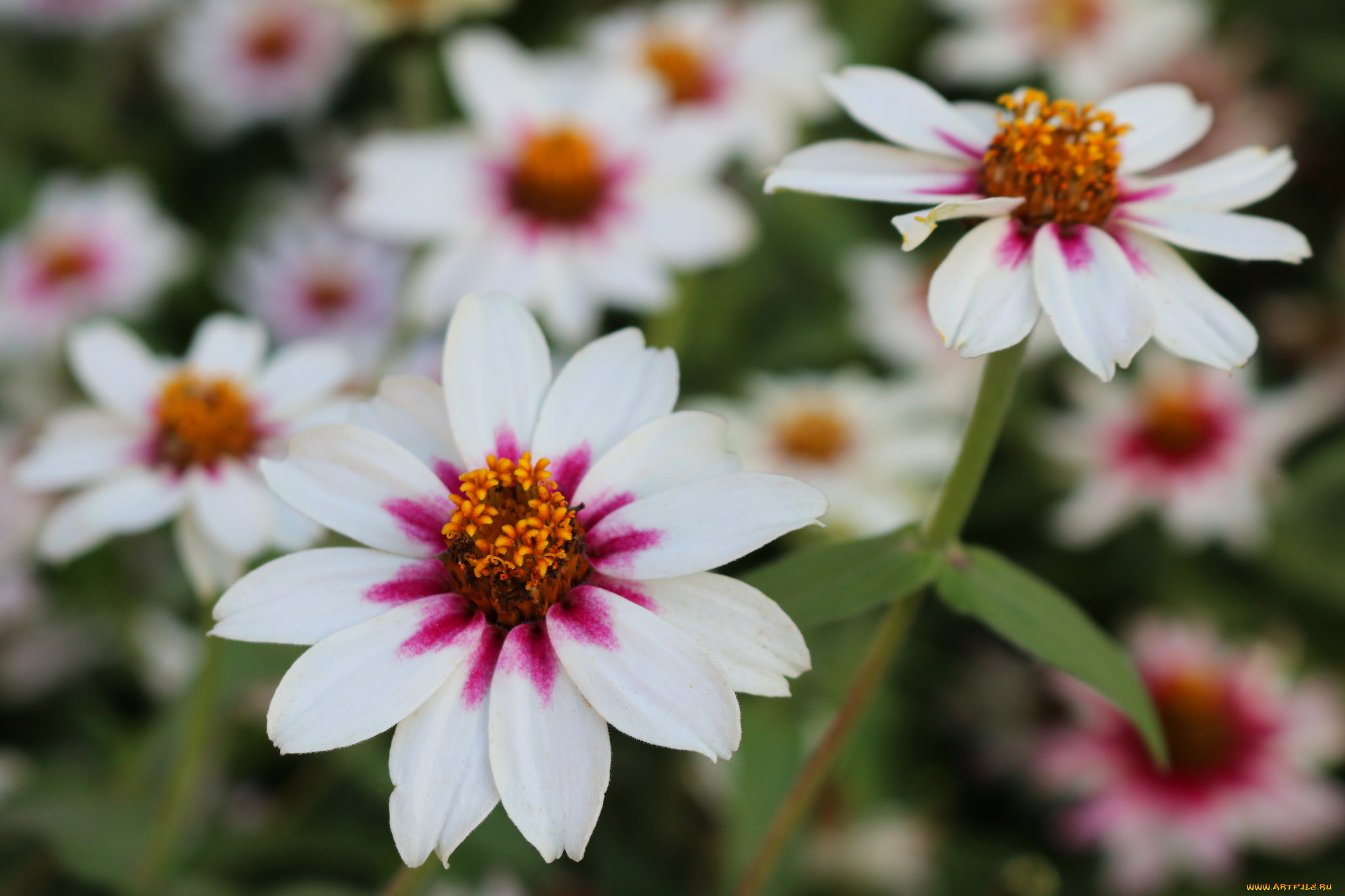 цветы, цинния