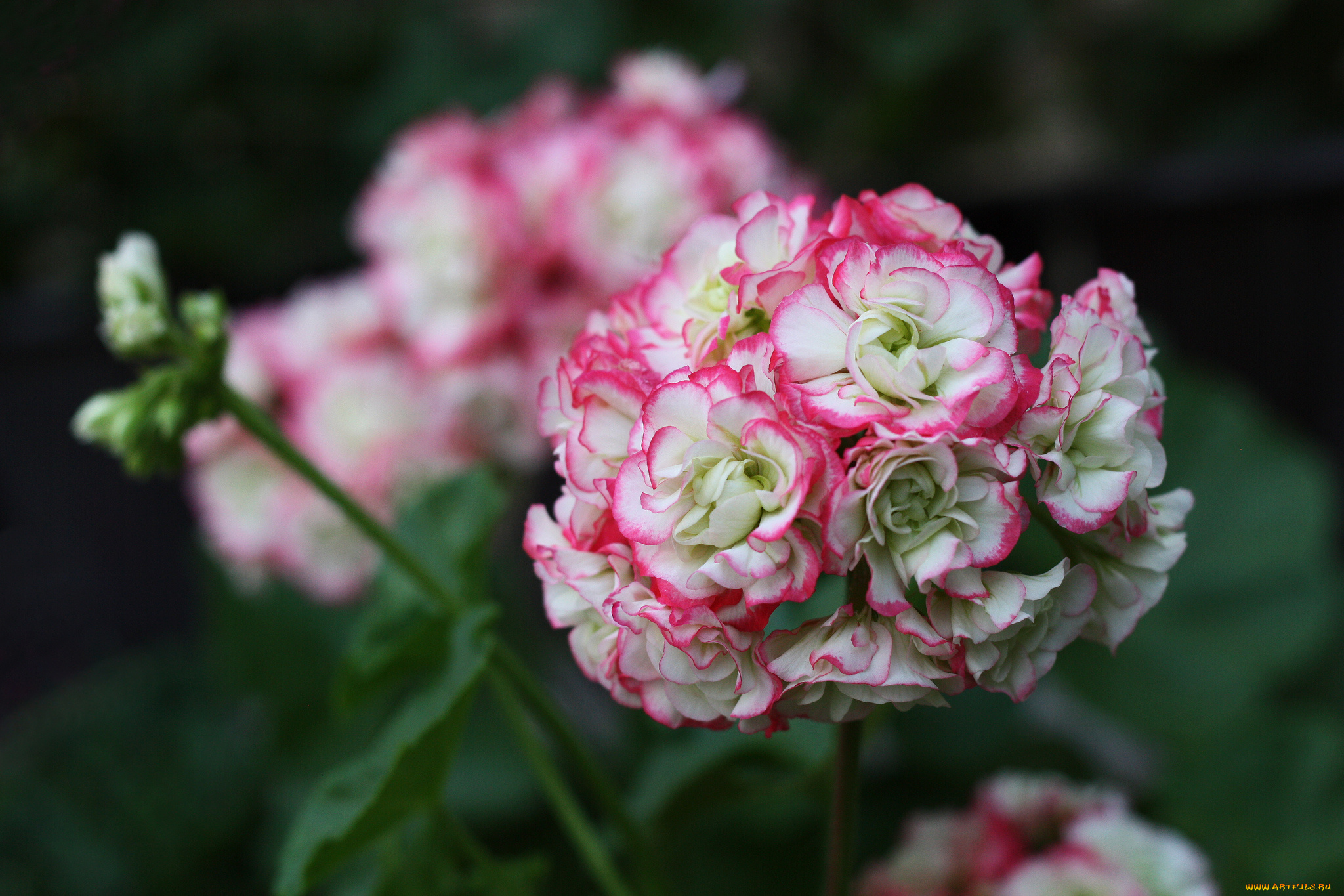 цветы, герань, цветение, нежность, лепестки, цветки