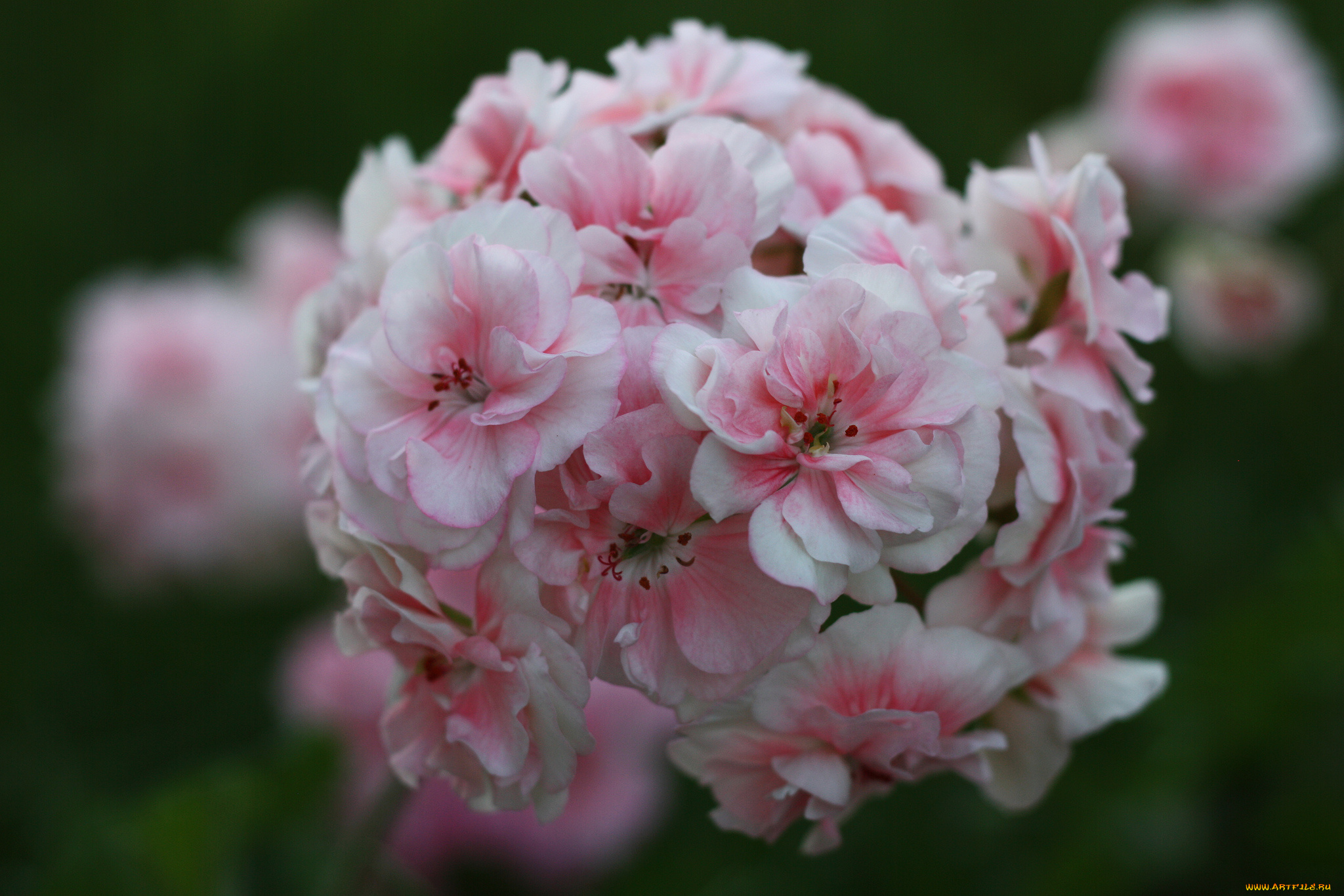 цветы, герань, нежность, цветение, лепестки, цветки