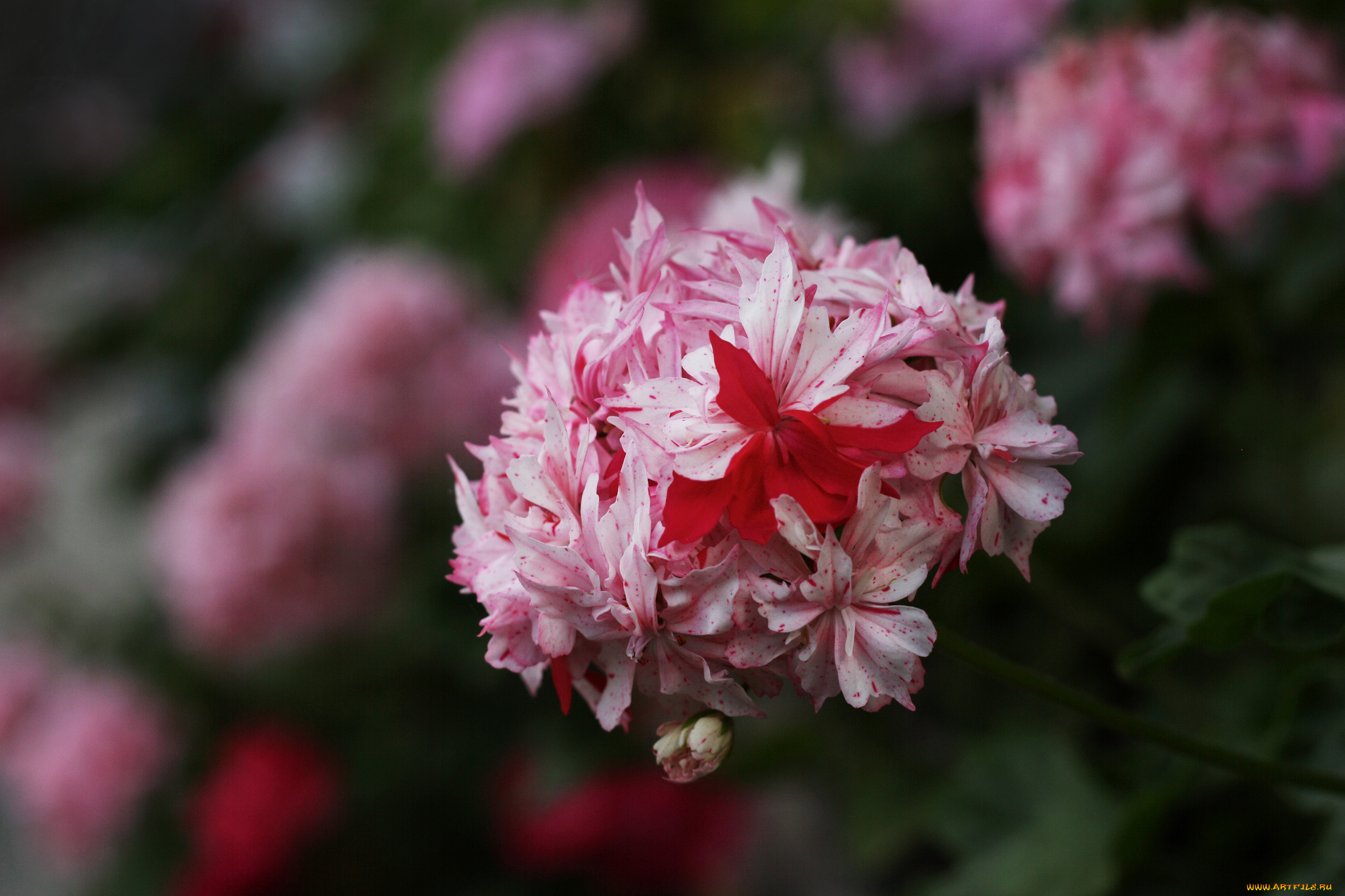 цветы, герань, нежность, цветение, лепестки, цветки