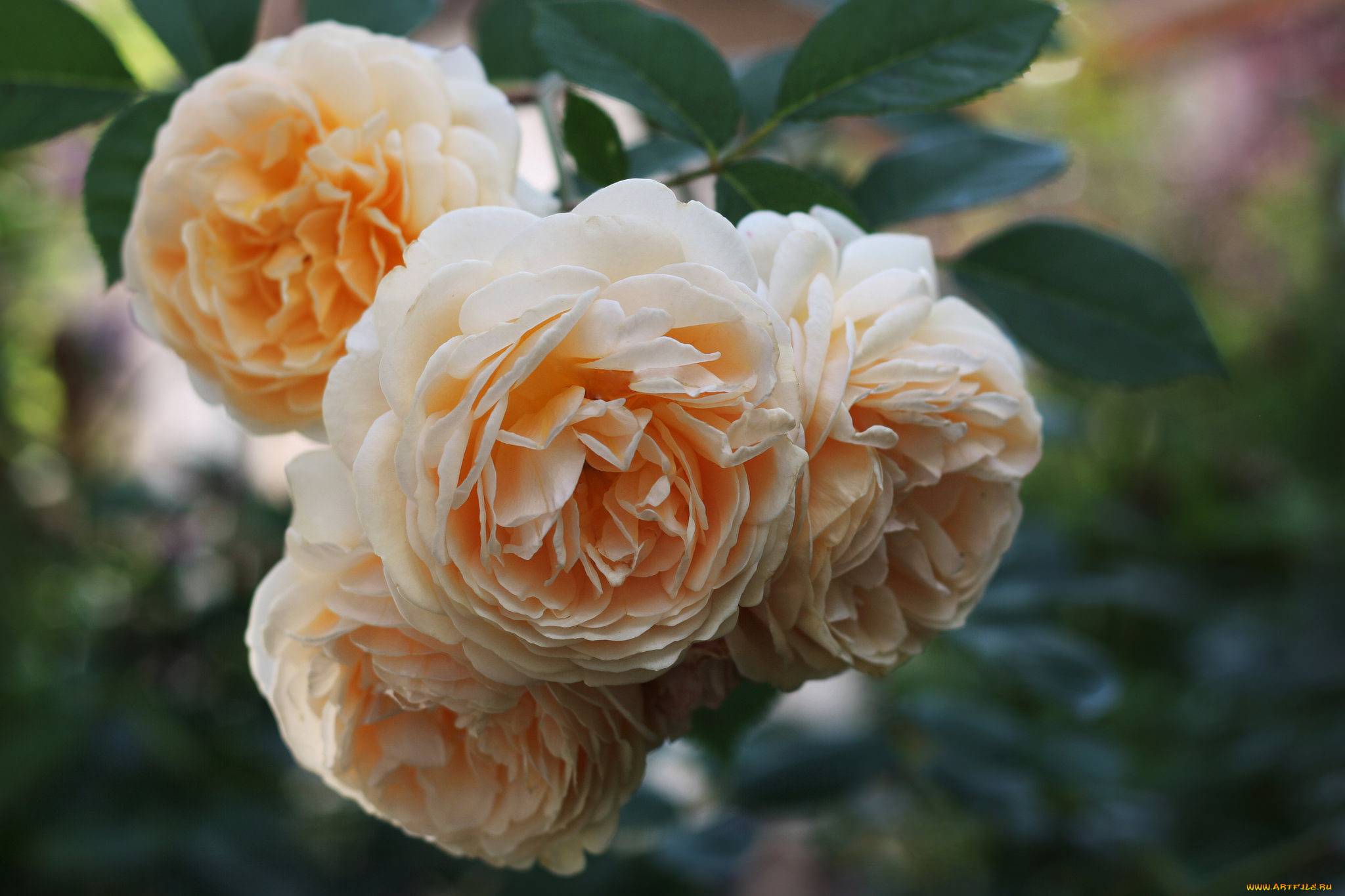 цветы, розы, цветение, листья, leaves, petals, bud, rose, бутон, blossoms, роза, лепестки