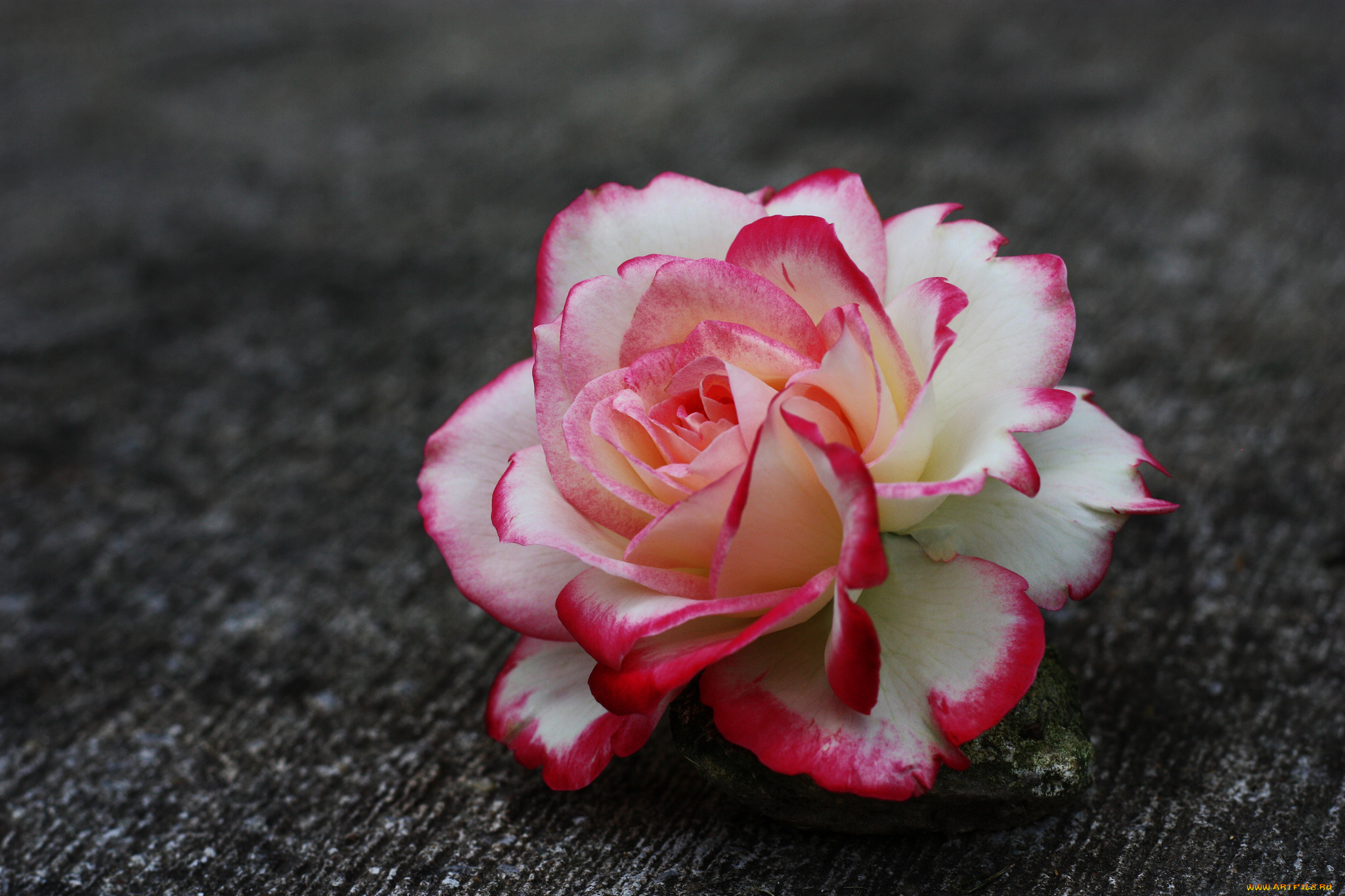 цветы, розы, leaves, bud, rose, blossoms, цветение, листья, лепестки, бутон, роза, petals