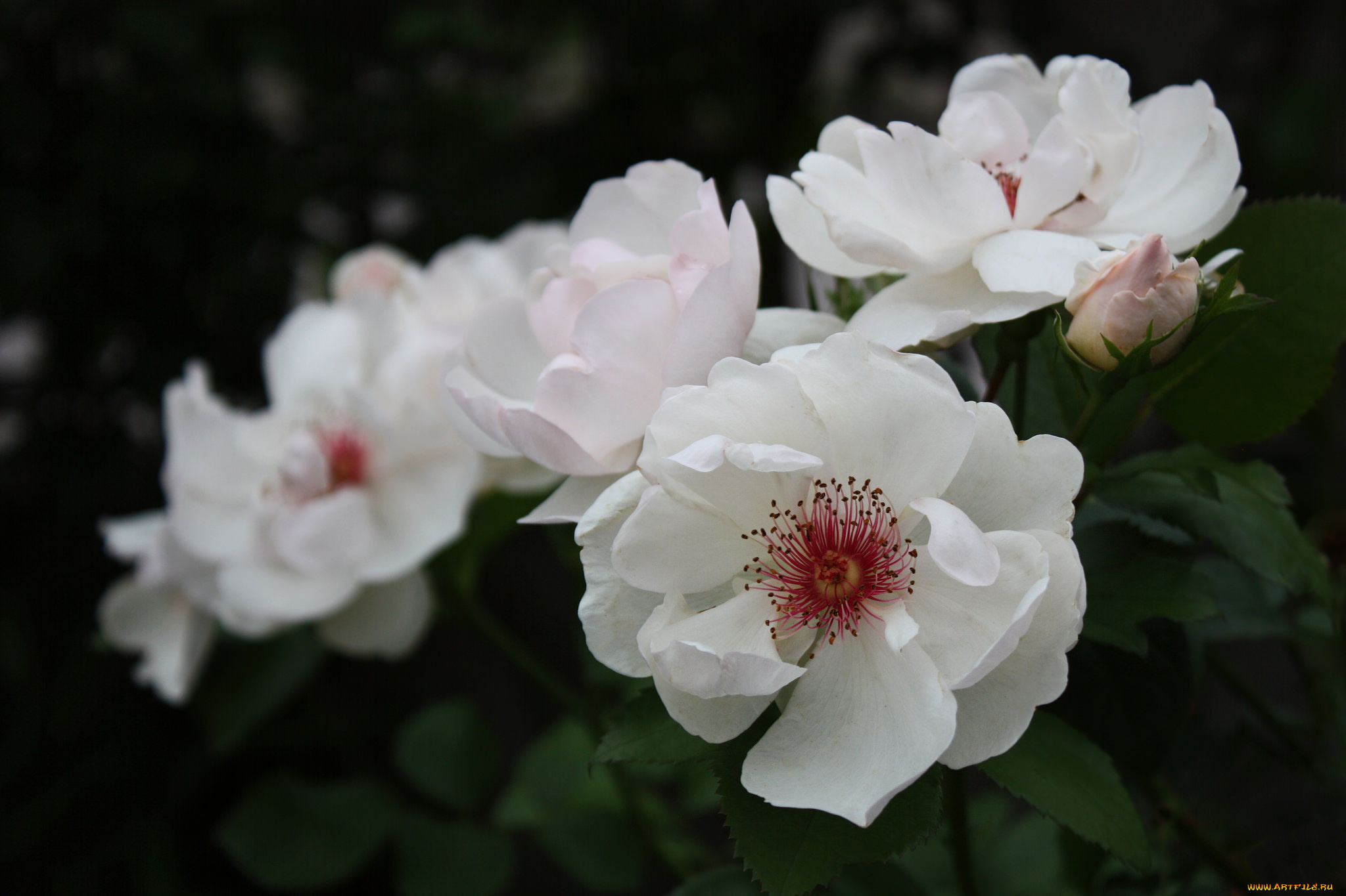 цветы, розы, лепестки, бутон, роза, bud, цветение, rose, листья, blossoms, leaves, petals