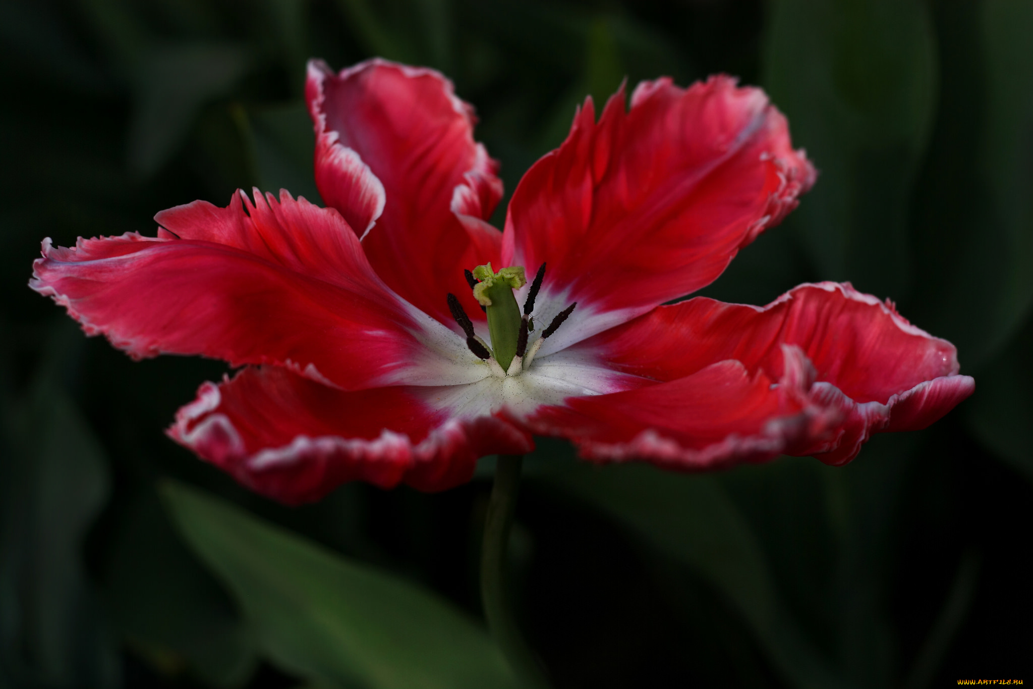 цветы, тюльпаны, цветение, разноцветные, много, лепестки