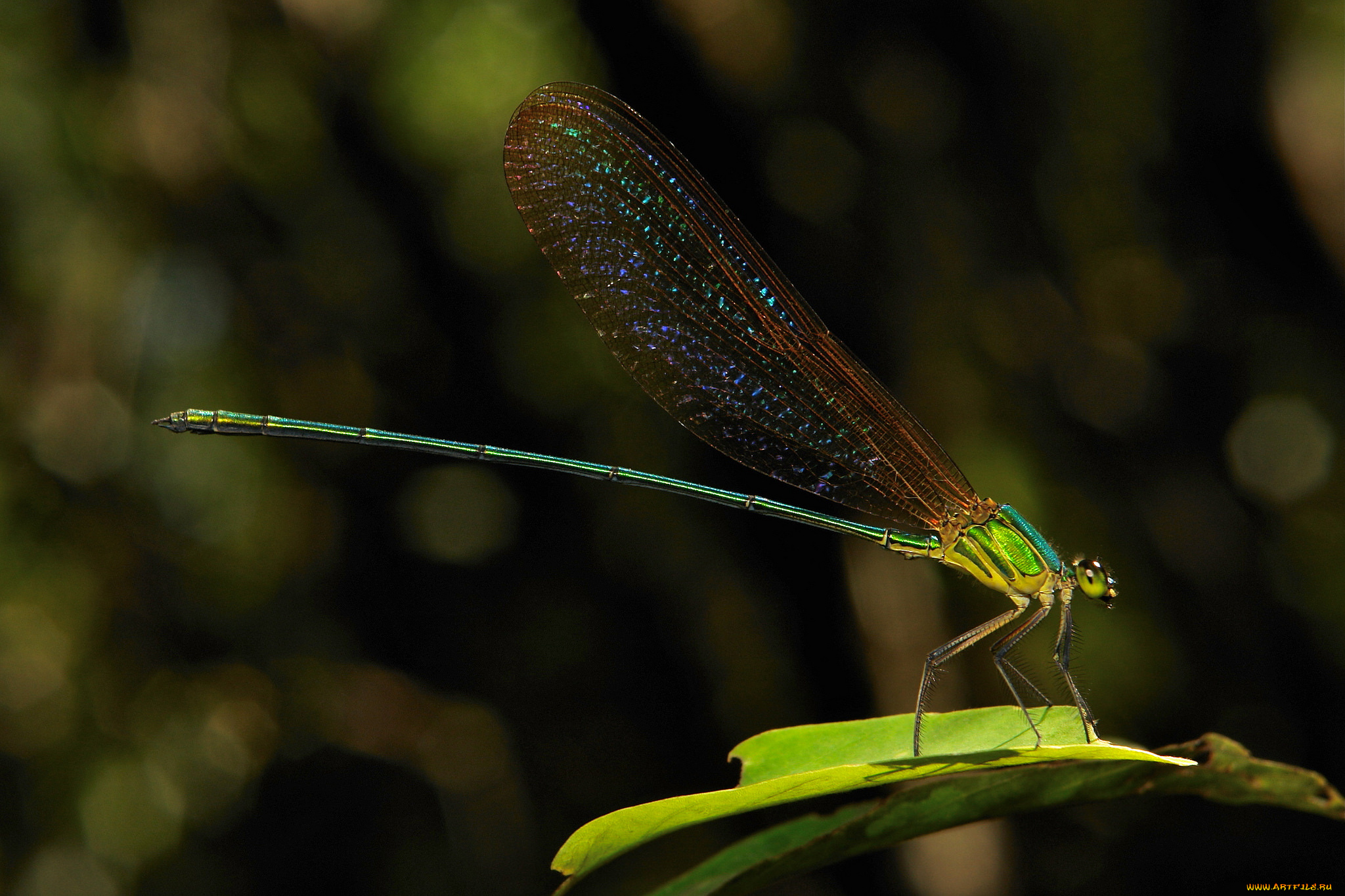 животные, стрекозы, крылья, стрекоза, макро, itchydogimages