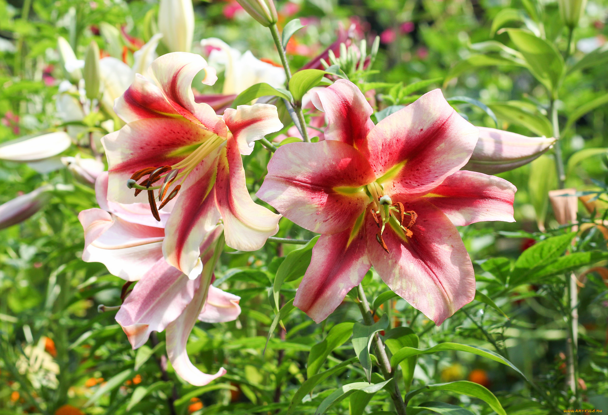 цветы, лилии, , лилейники, lily, лепестки, цветение, petals, bloom