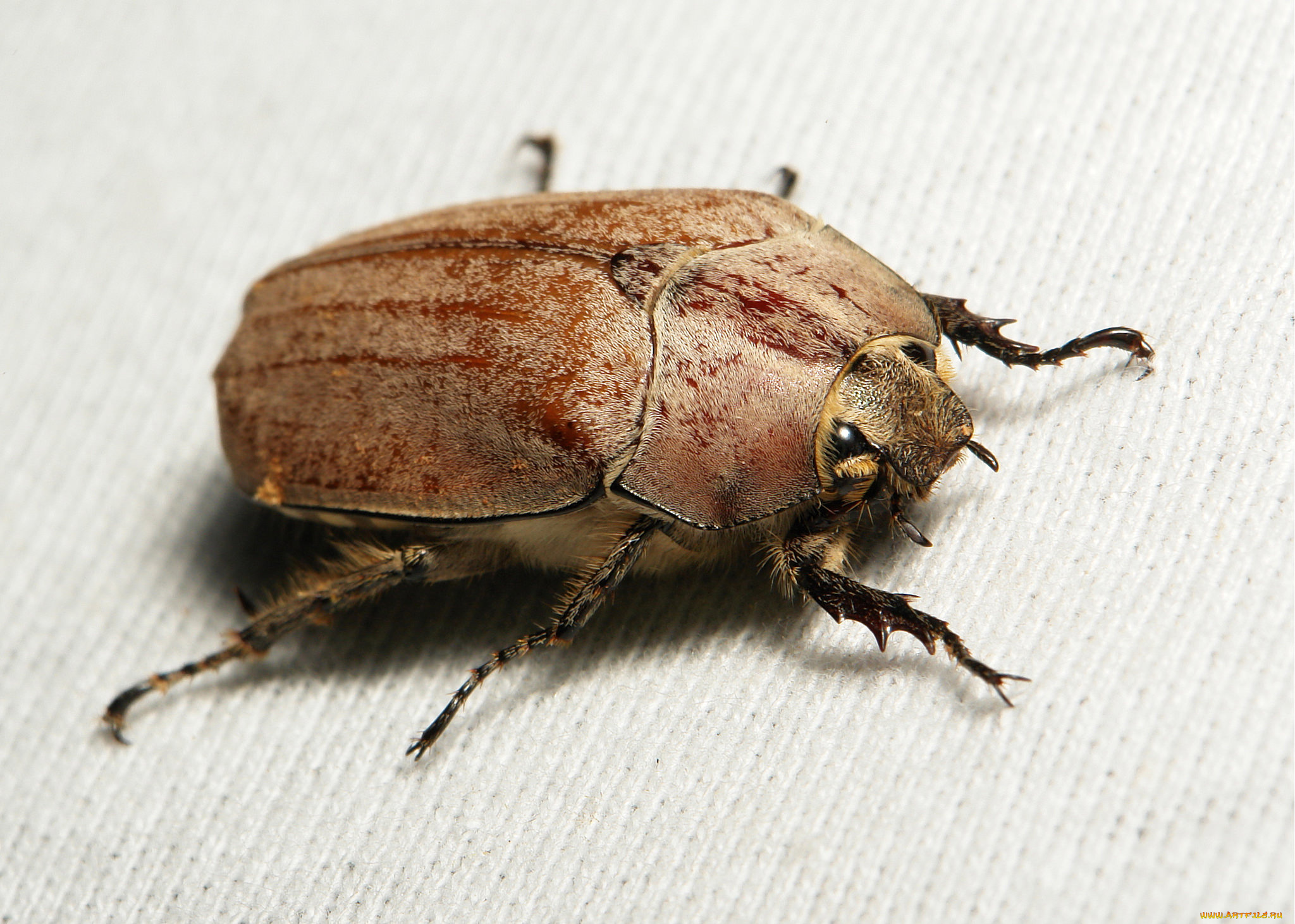 животные, насекомые, жук, макро, насекомое, itchydogimages