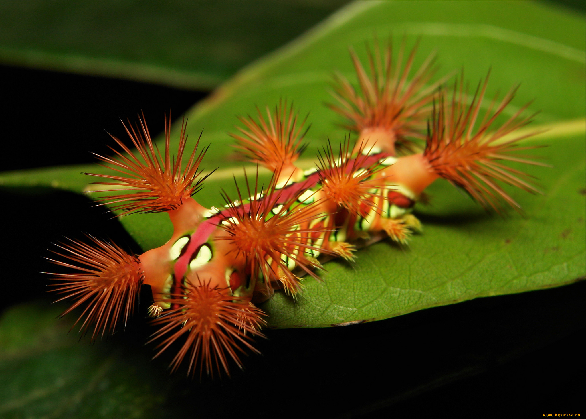 животные, гусеницы, лист, макро, john, horstman, гусеница, itchydogimages