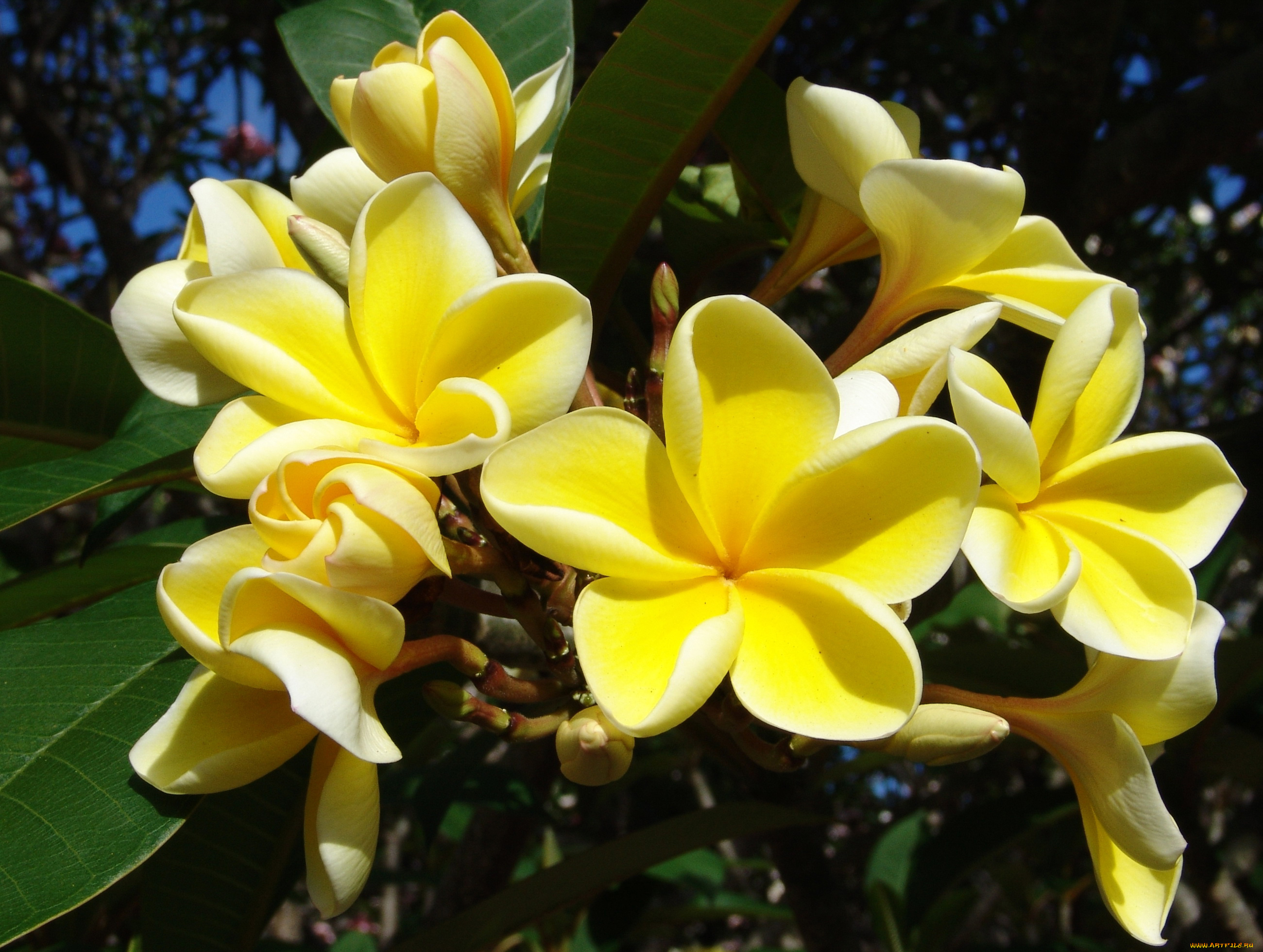 цветы, плюмерия, plumeria, желтые