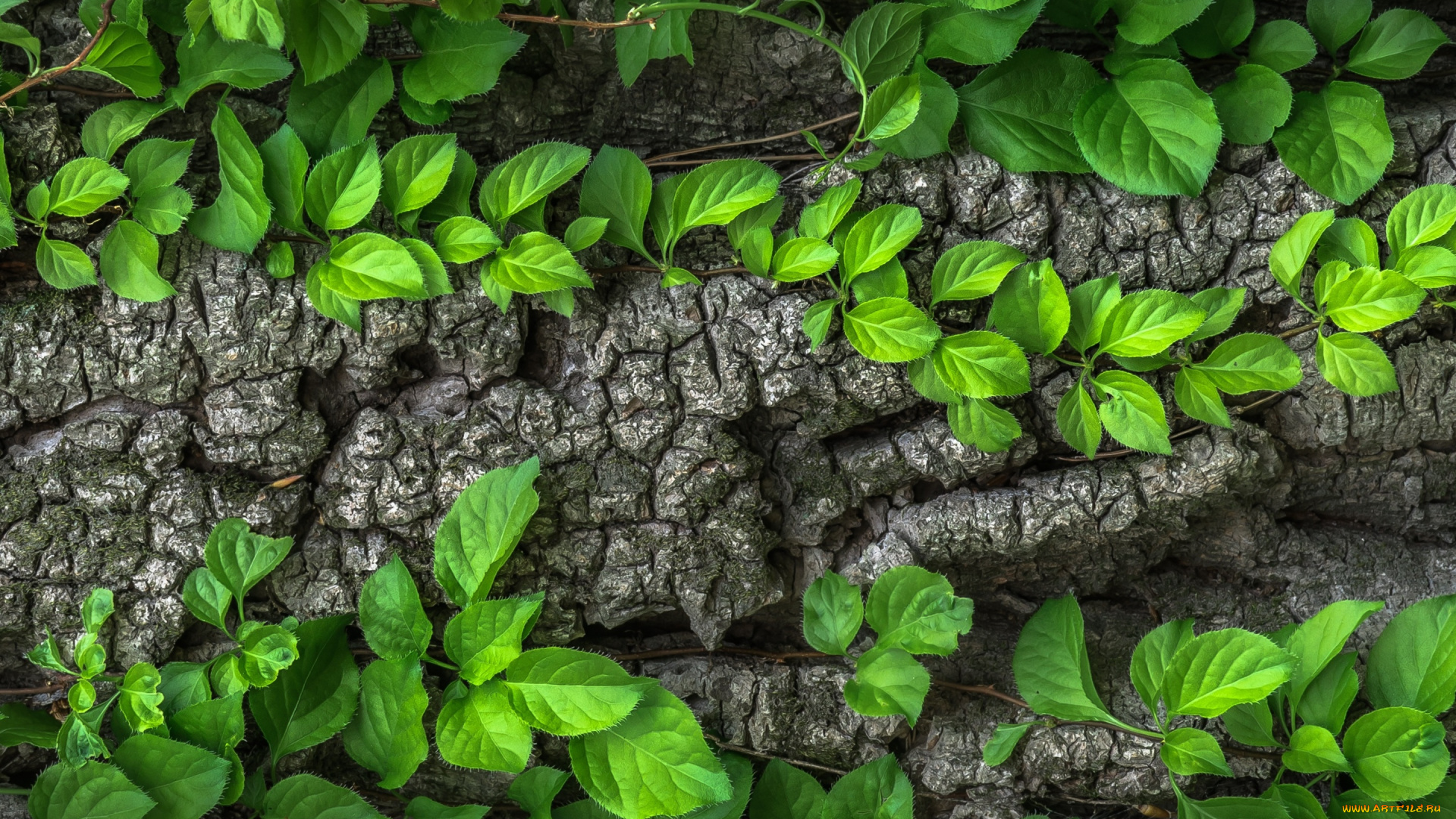 природа, листья, зеленые, дерево, кора