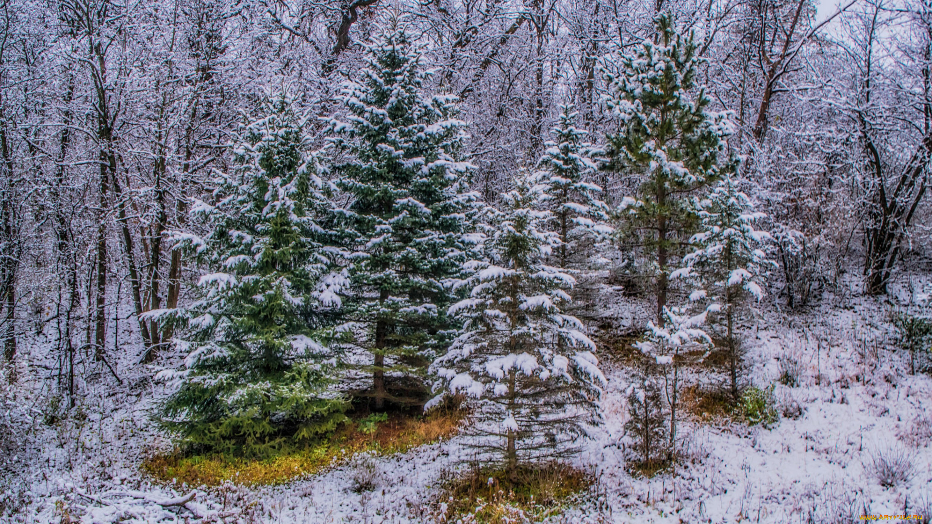 природа, лес, простор