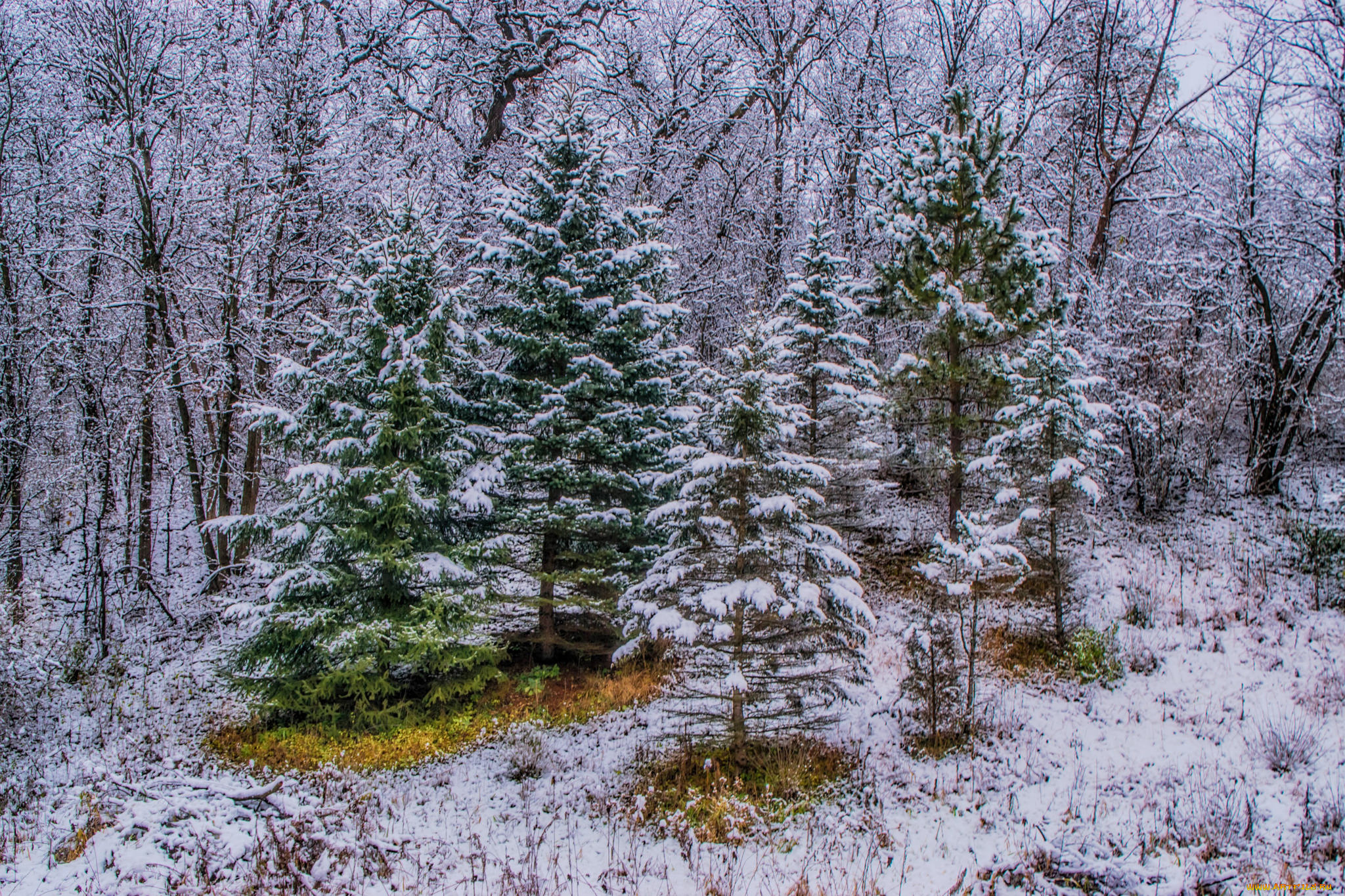 природа, лес, простор