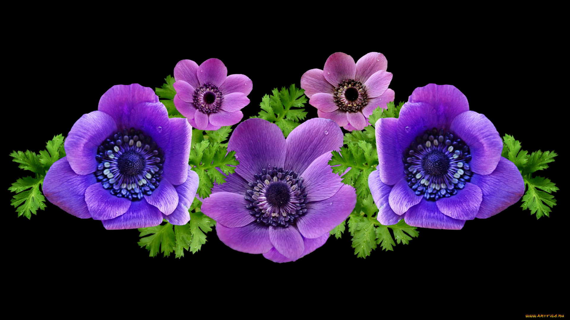 цветы, анемоны, , сон-трава, лиловый