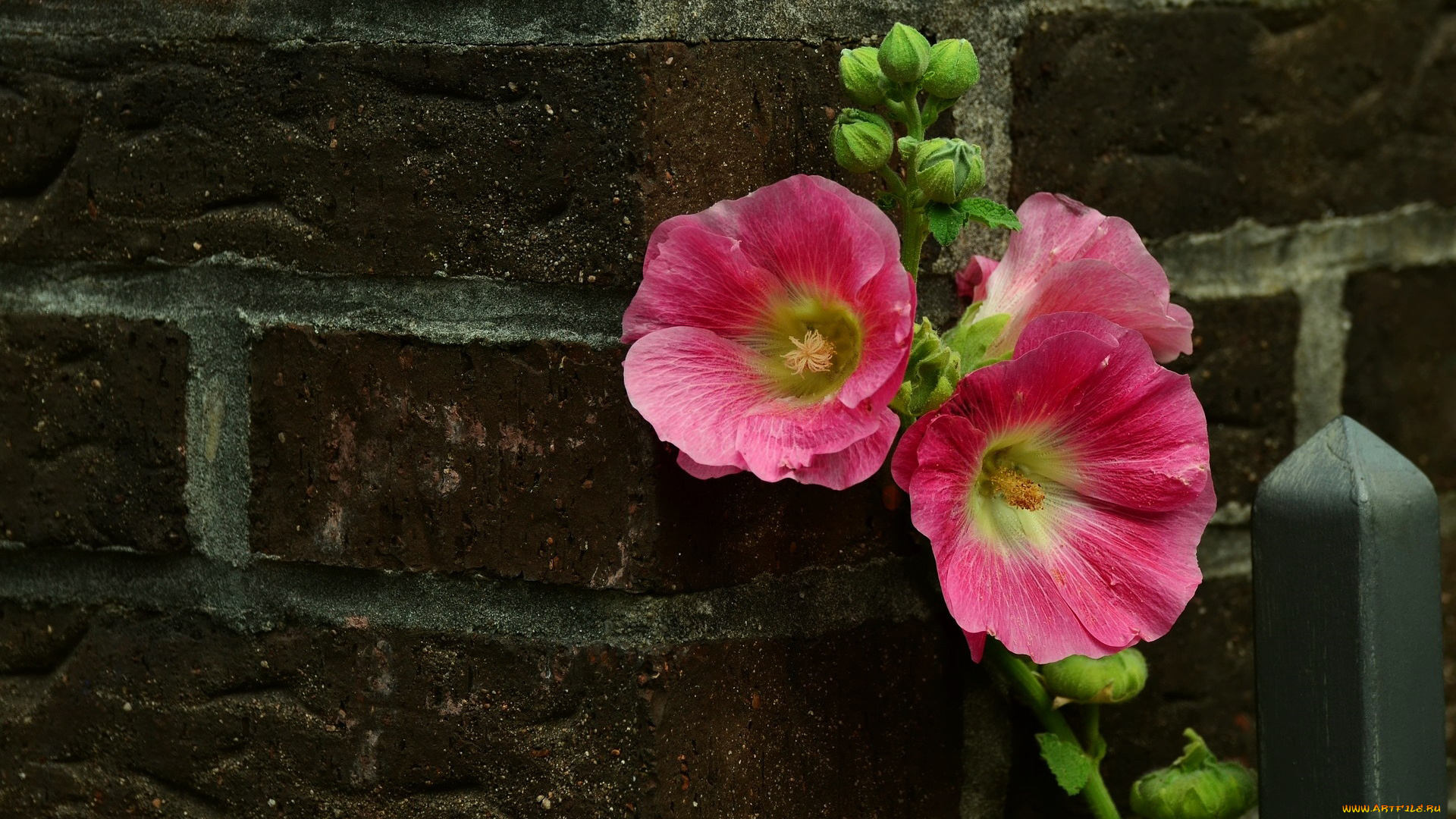 цветы, мальвы, розовый