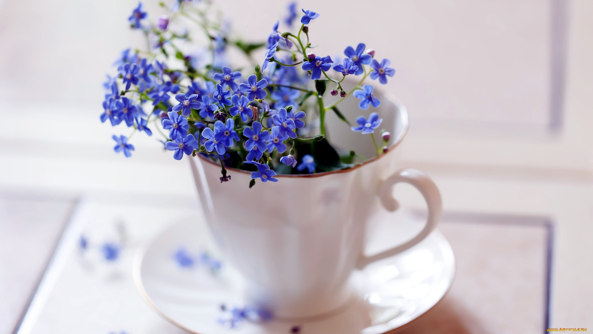 цветы, незабудки, синий