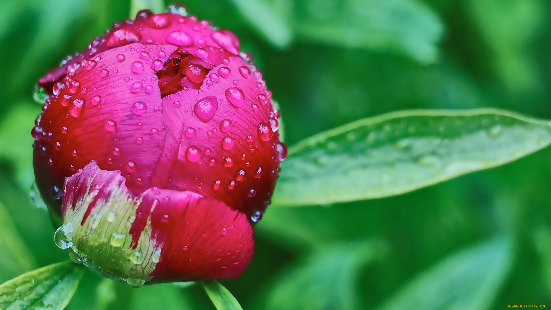 цветы, пионы, бутон