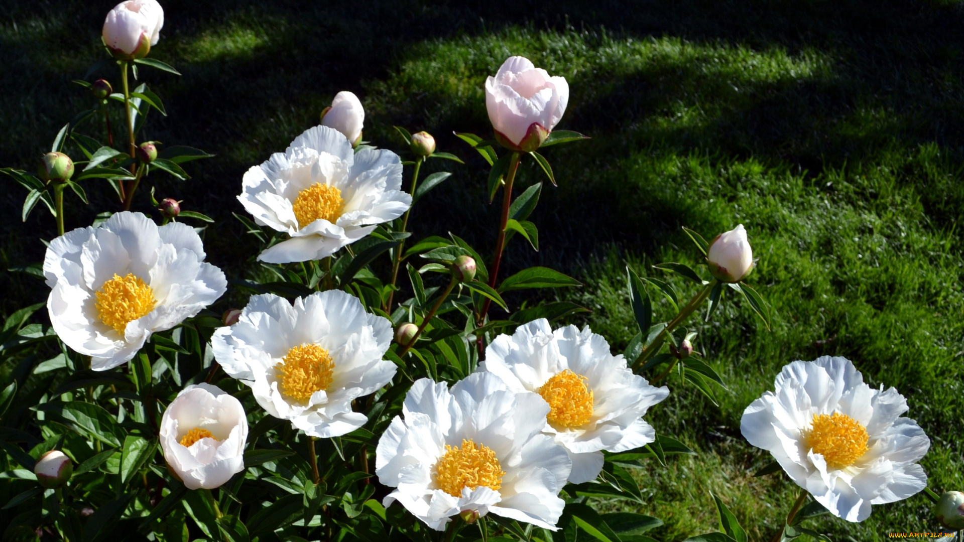 цветы, пионы, древовидный