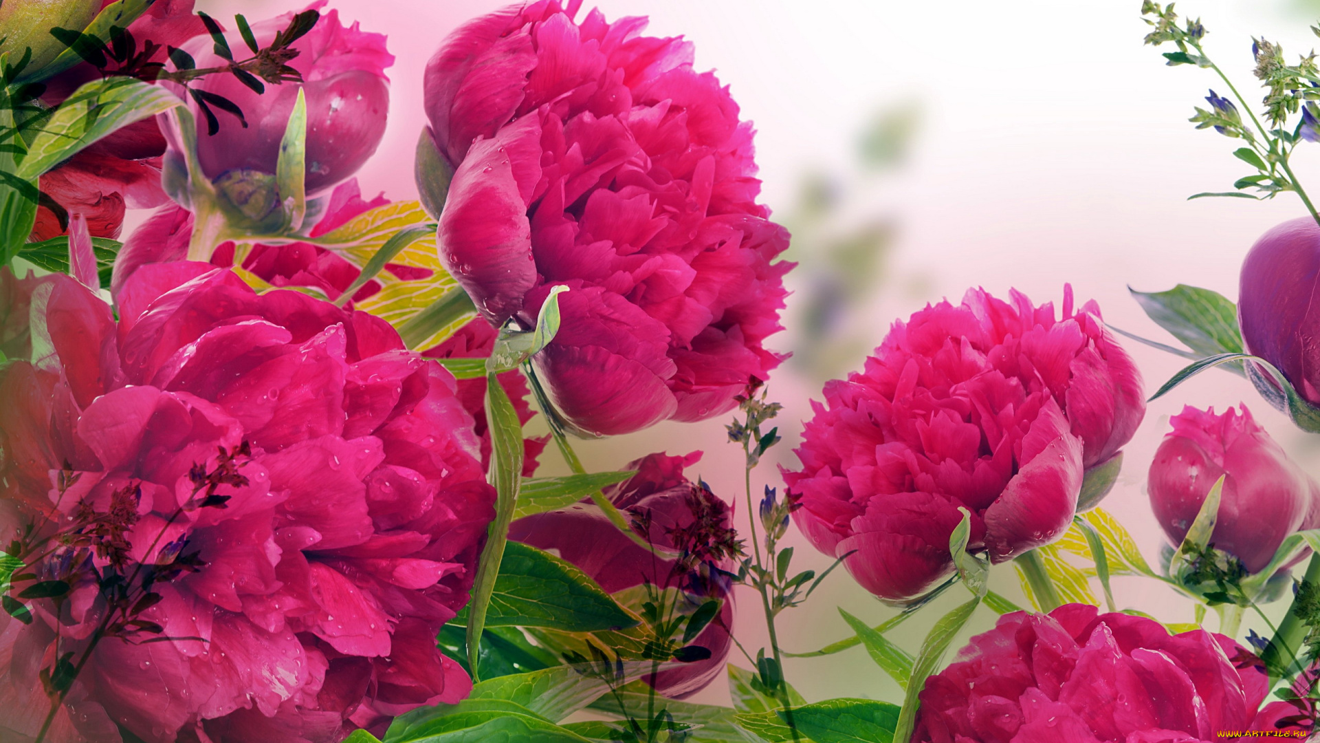 цветы, пионы, розовый