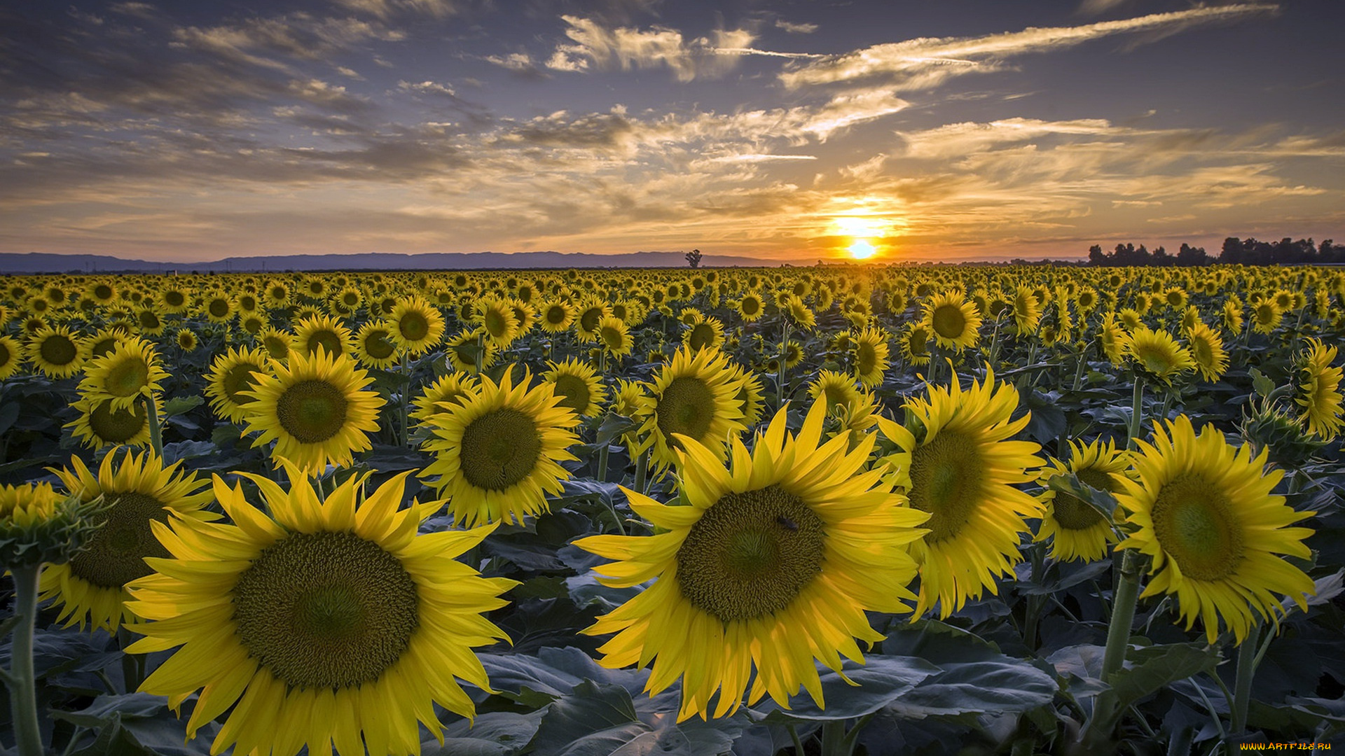 цветы, подсолнухи, поле