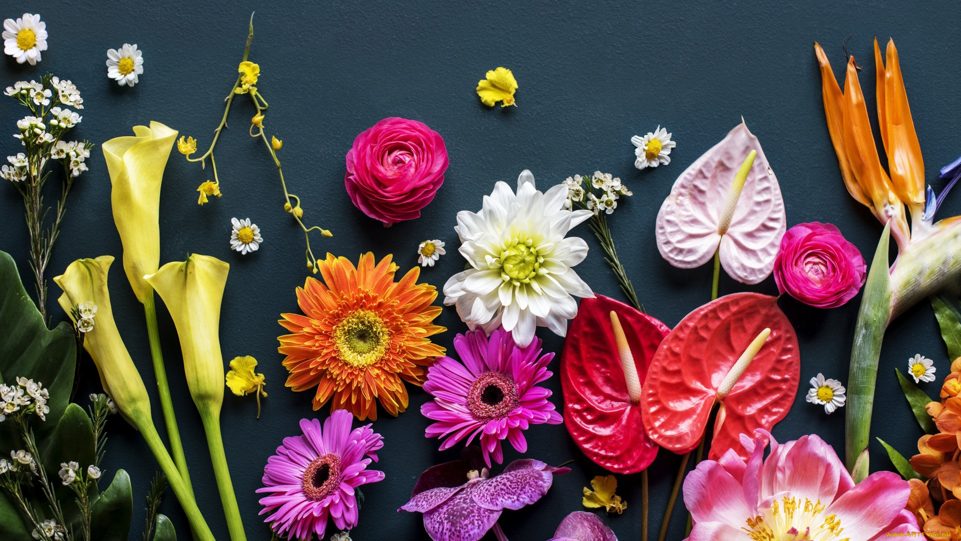 цветы, разные, вместе, антуриум, каллы, стрелиция, герберы