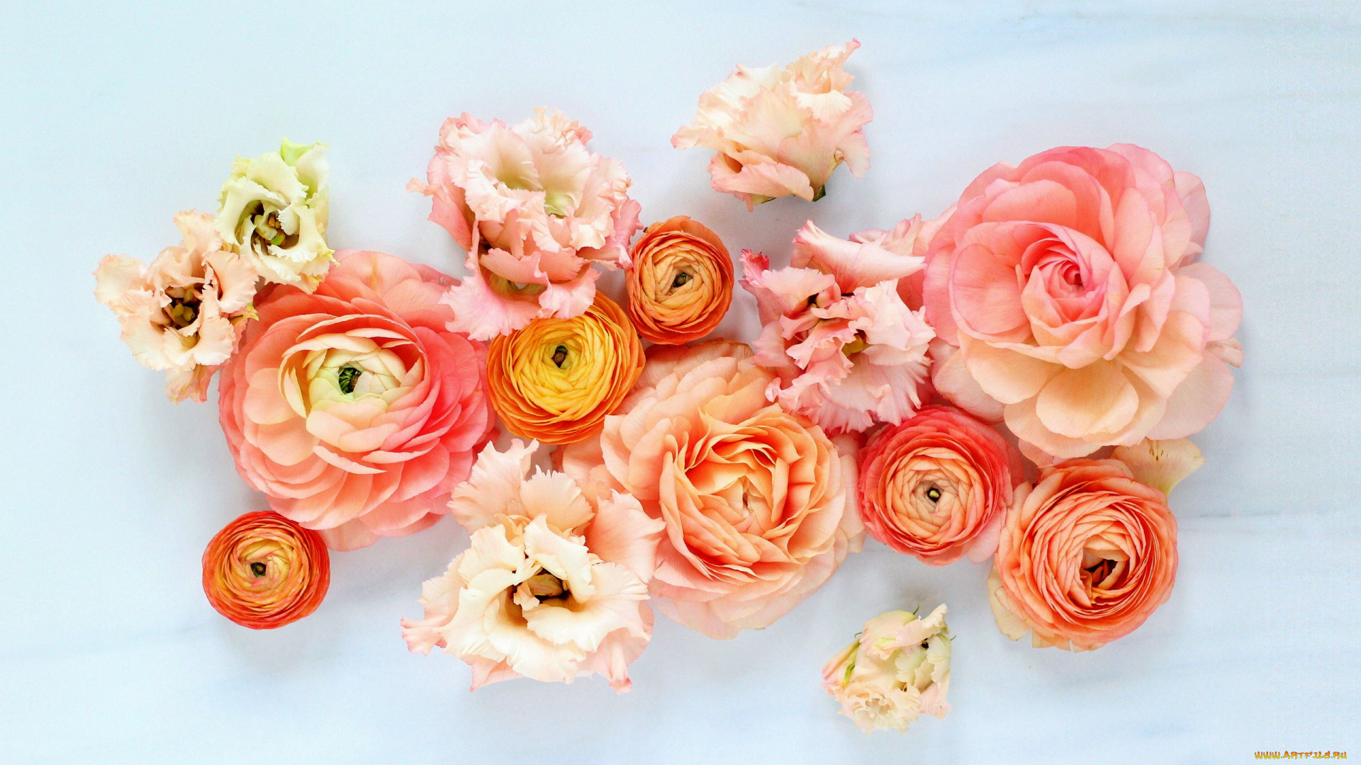 цветы, разные, вместе, эустома, ранункулюс