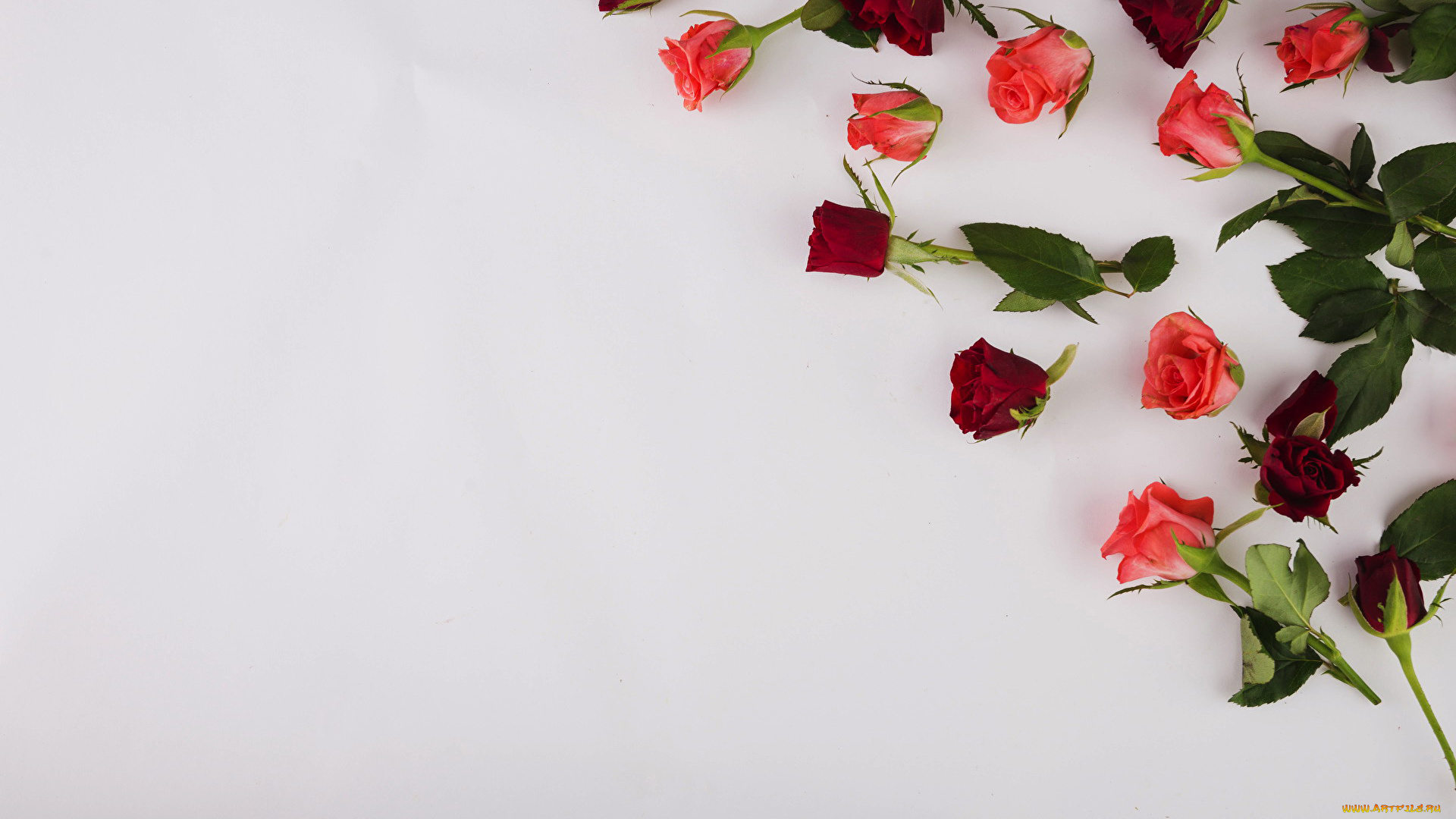 цветы, розы, бутоны