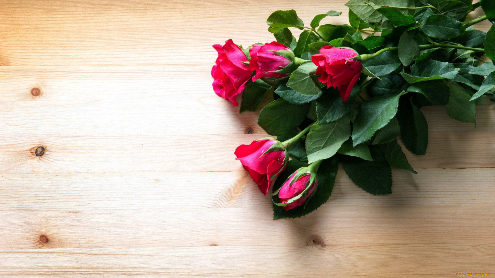 цветы, розы, бутоны