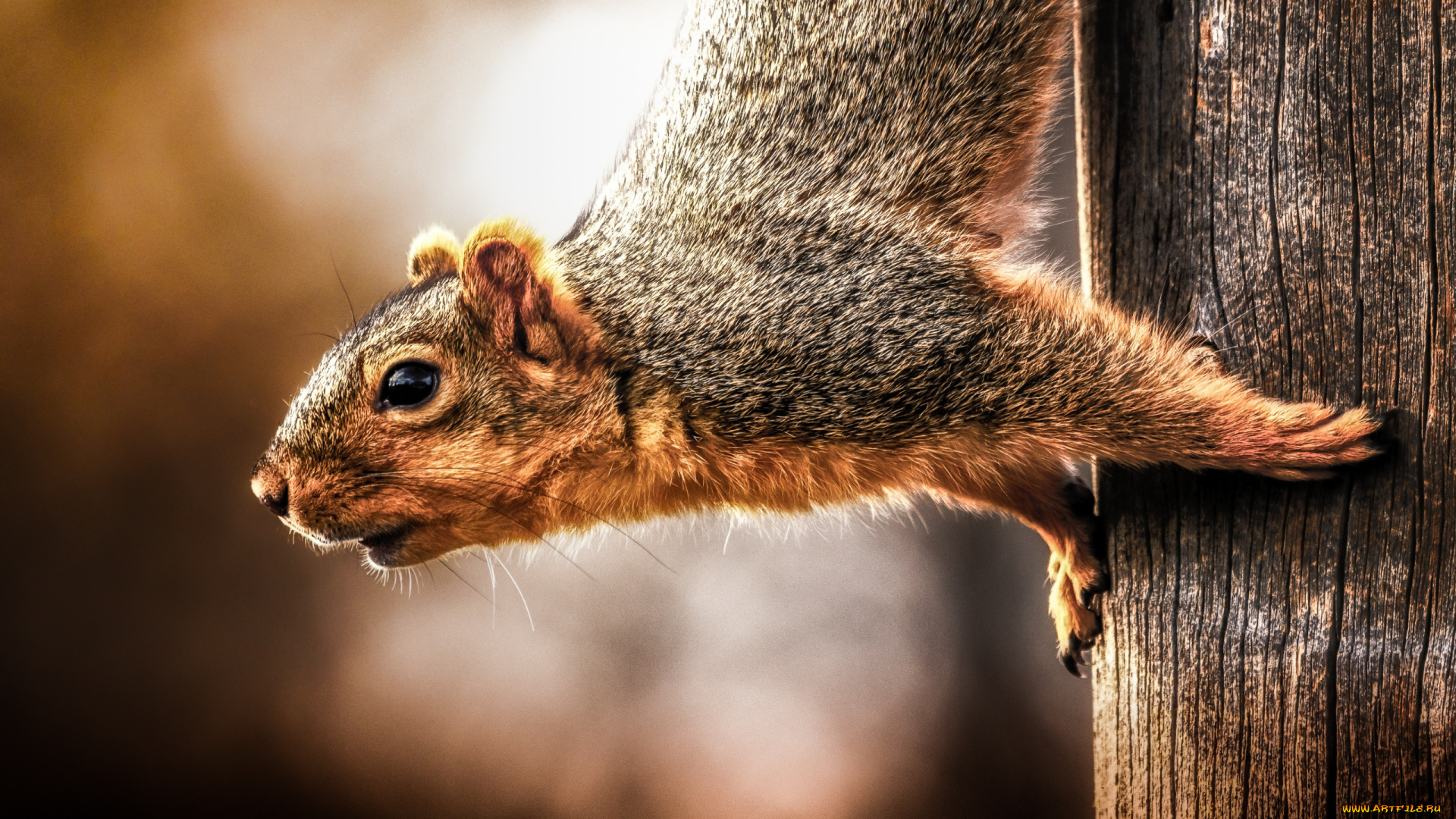 животные, белки, столб, белка