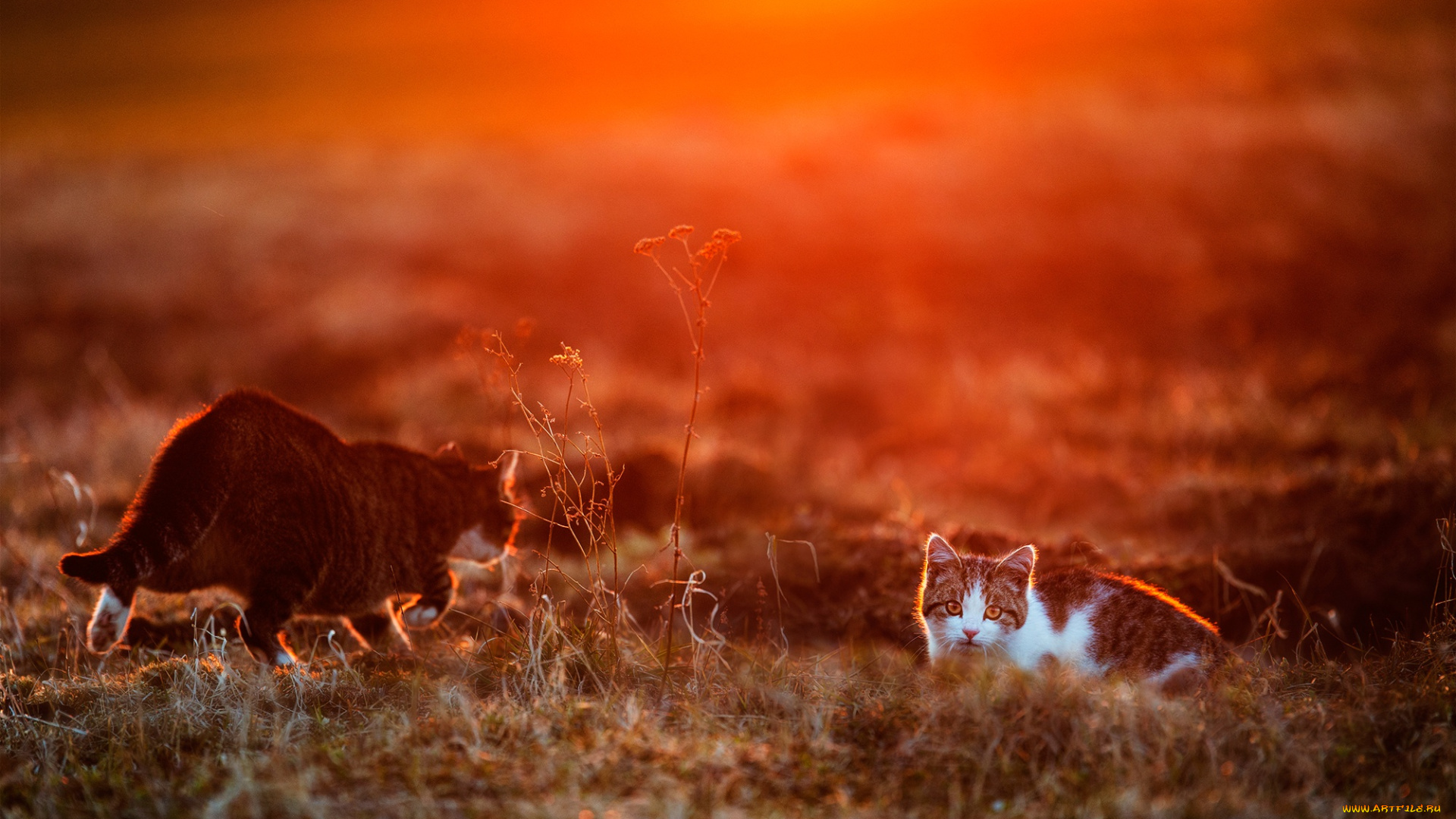 животные, коты, кошки