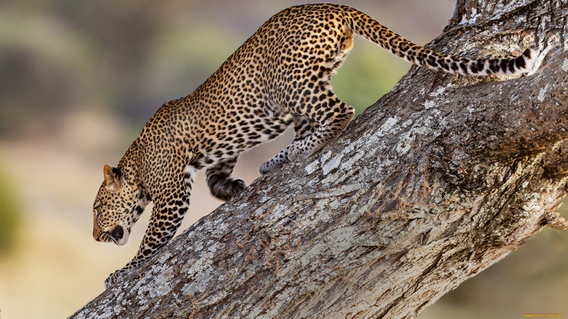 животные, леопарды, дерево, дикая, кошка, леопард, хищник