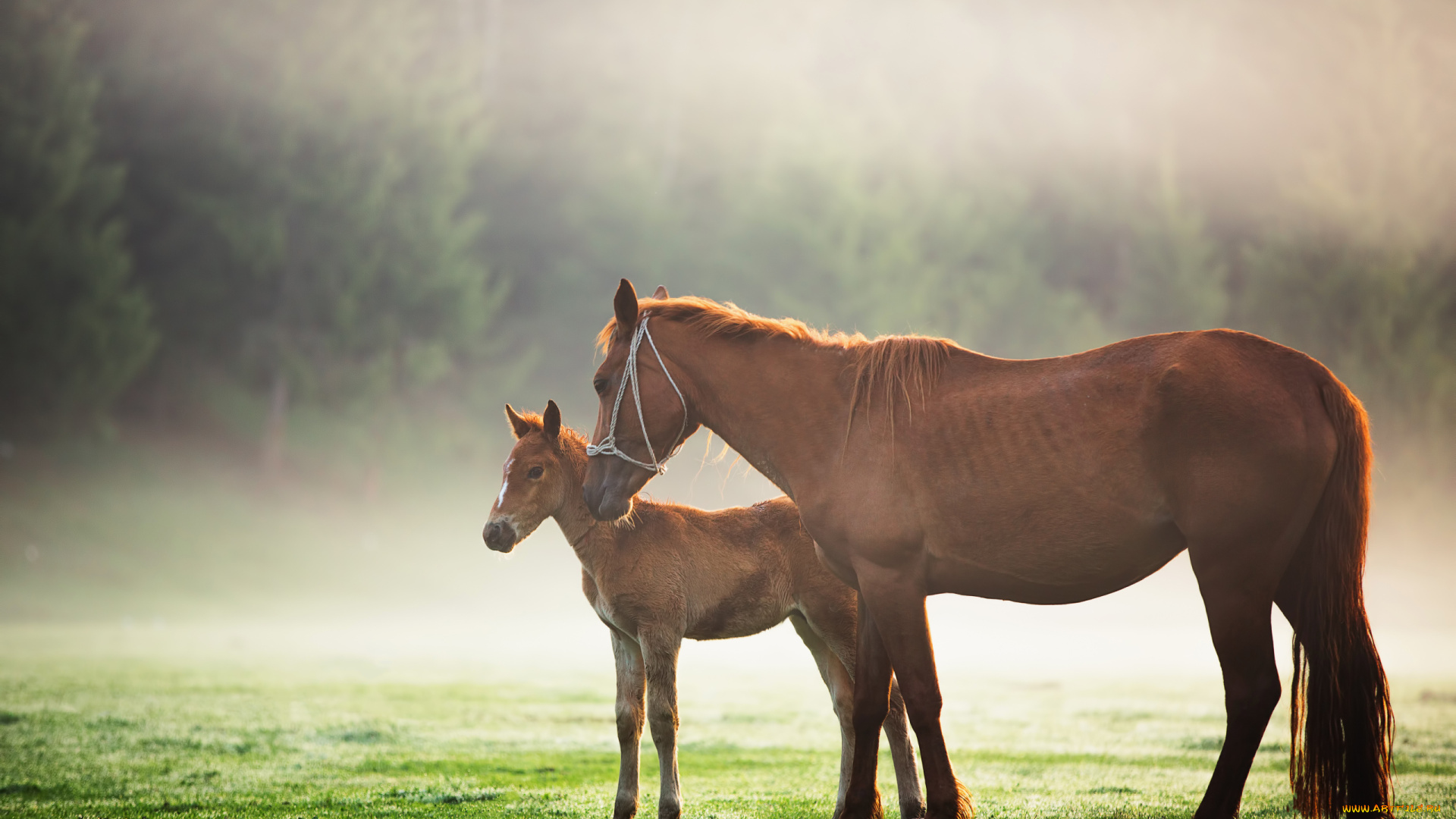 животные, лошади, поляна, туман, жеребенок, лошадь
