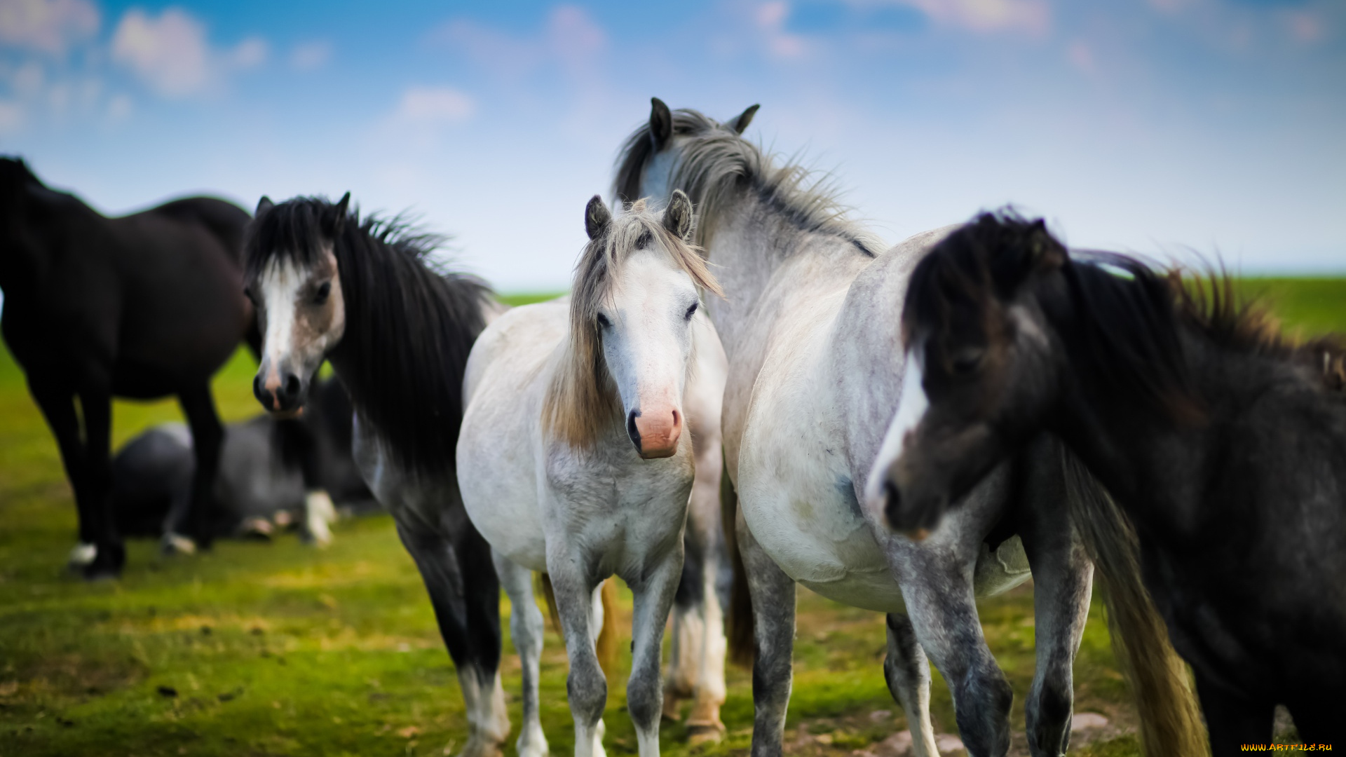 животные, лошади, табун, поляна, вороные, белые