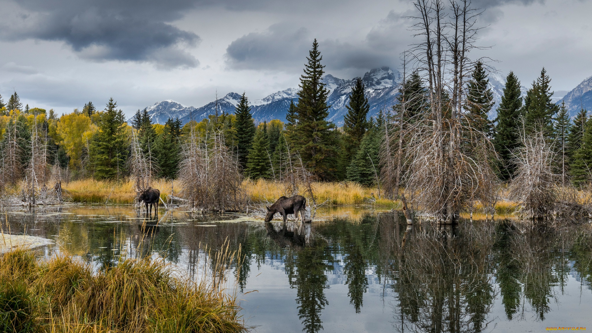 животные, лоси, лес, водоем, берег, природа, лось