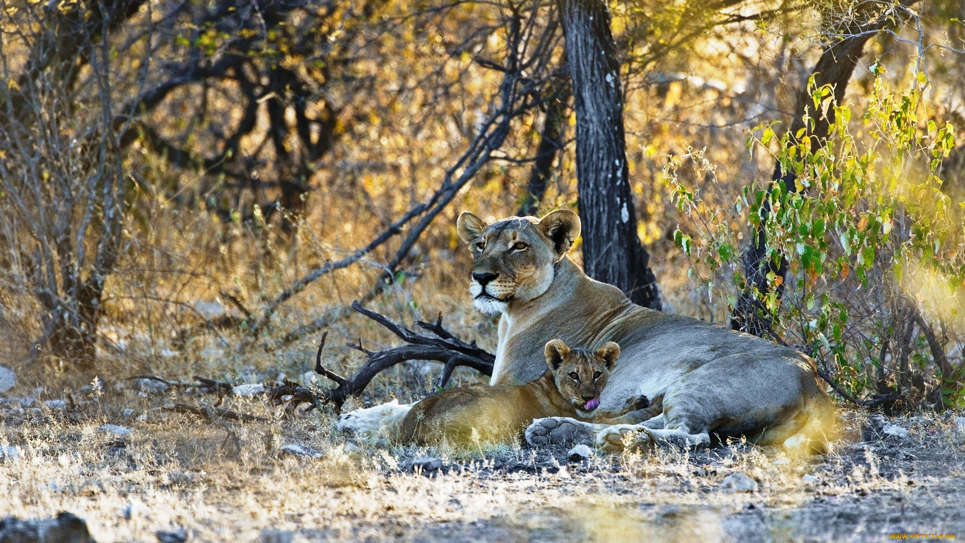 животные, львы, деревья, львенок, львица