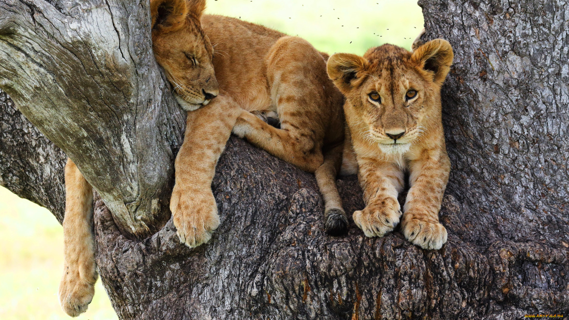 животные, львы, фон, взгляд, дерево, кошки, поза, отдых, львята, дикие, малыши, кора, лежит, спит, лапы, ствол, сон, мошкара, милахи, львёнок, львенок, мордашка, гнус, два, львенка