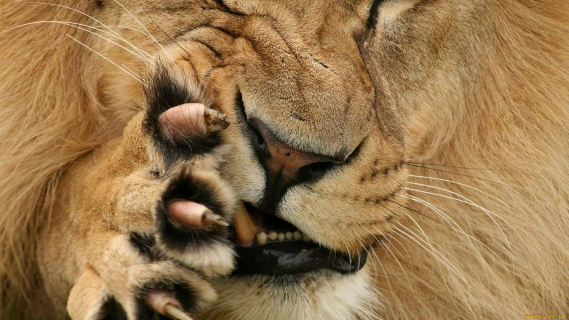 животные, львы, когти, лапа, лев, морда