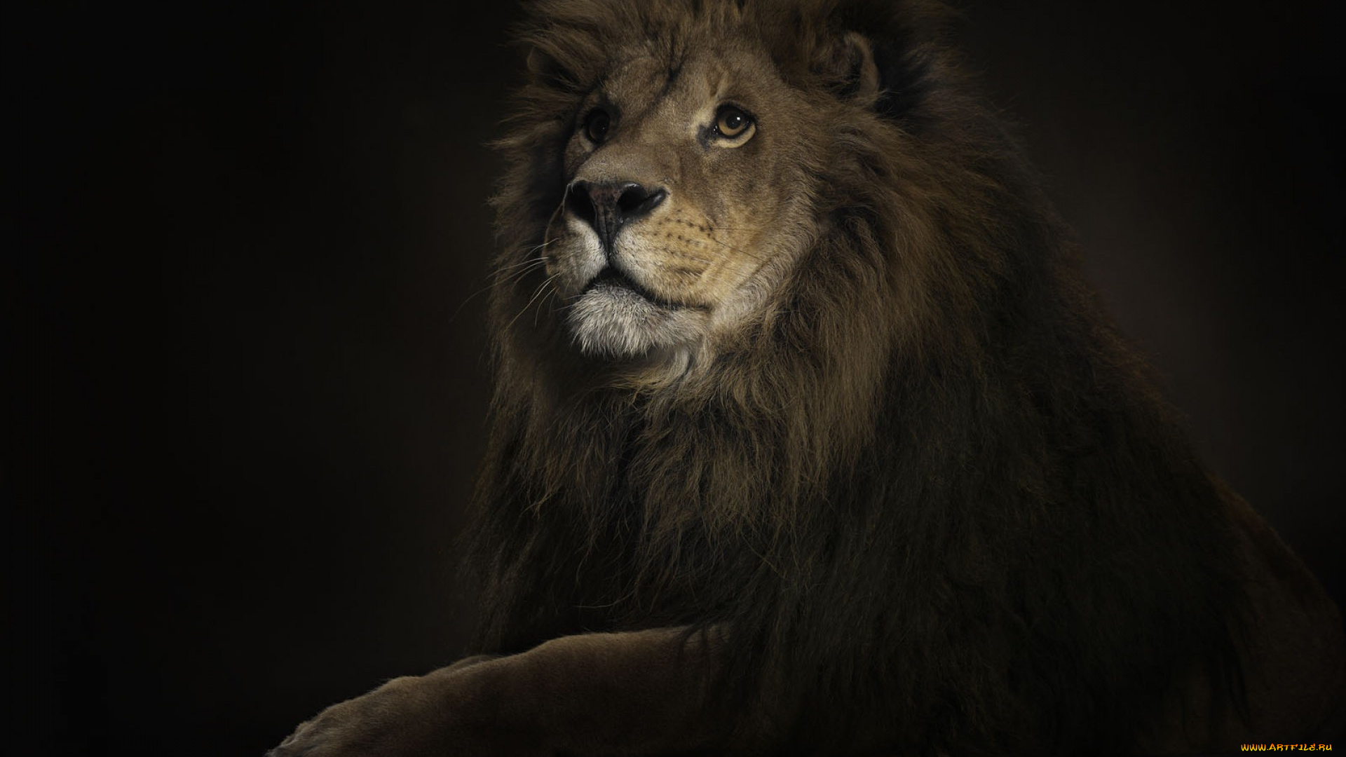 животные, львы, лев, грива, зверь