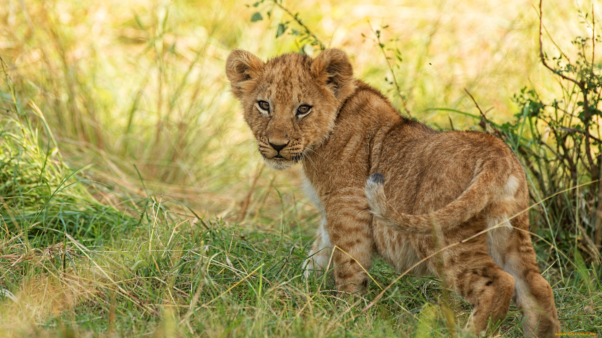 животные, львы, львенок, дикая, кошка, малыш, поза, природа, взгляд, трава, львёнок