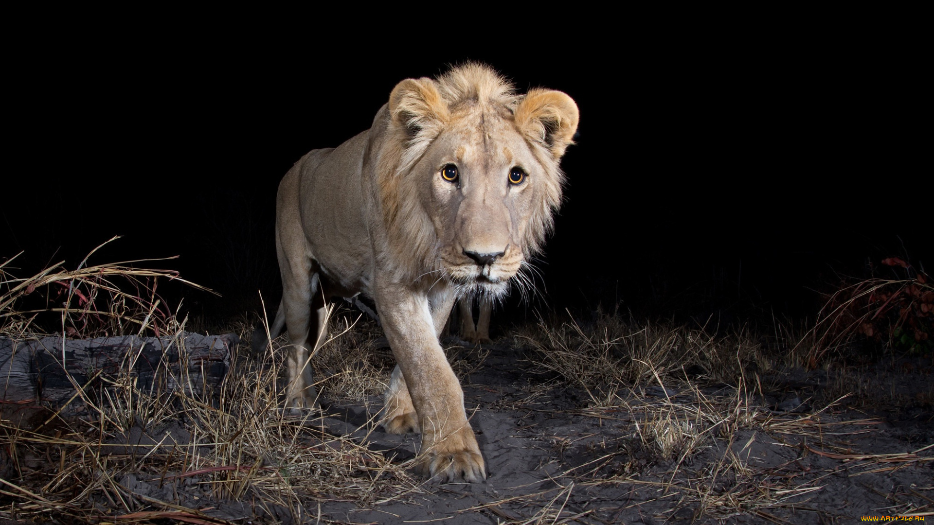 животные, львы, зверь, лев, ночь