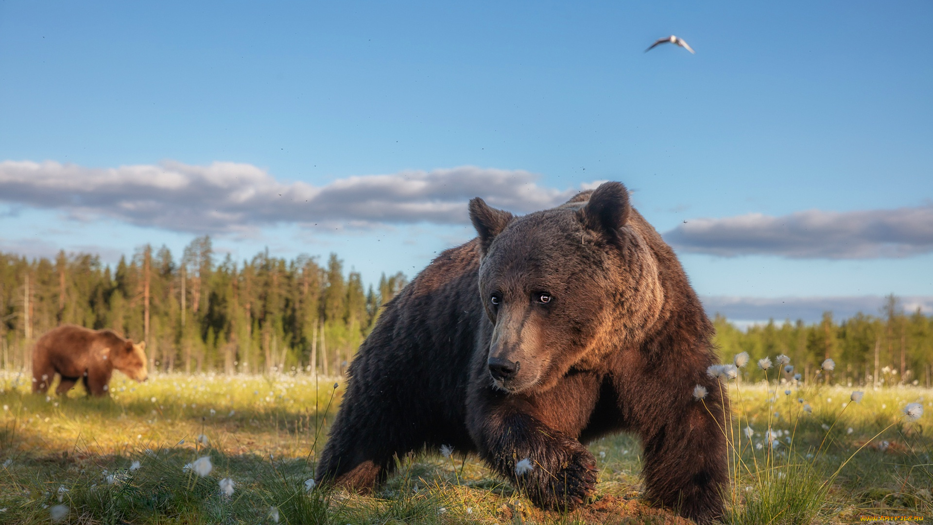 животные, медведи, лес, лето, трава, взгляд, морда, поза, птица, лапы, медведь, мишка, прогулка, выражение, забавный, бурый, голубое, небо, косолапый, пасутся, хлопчатник