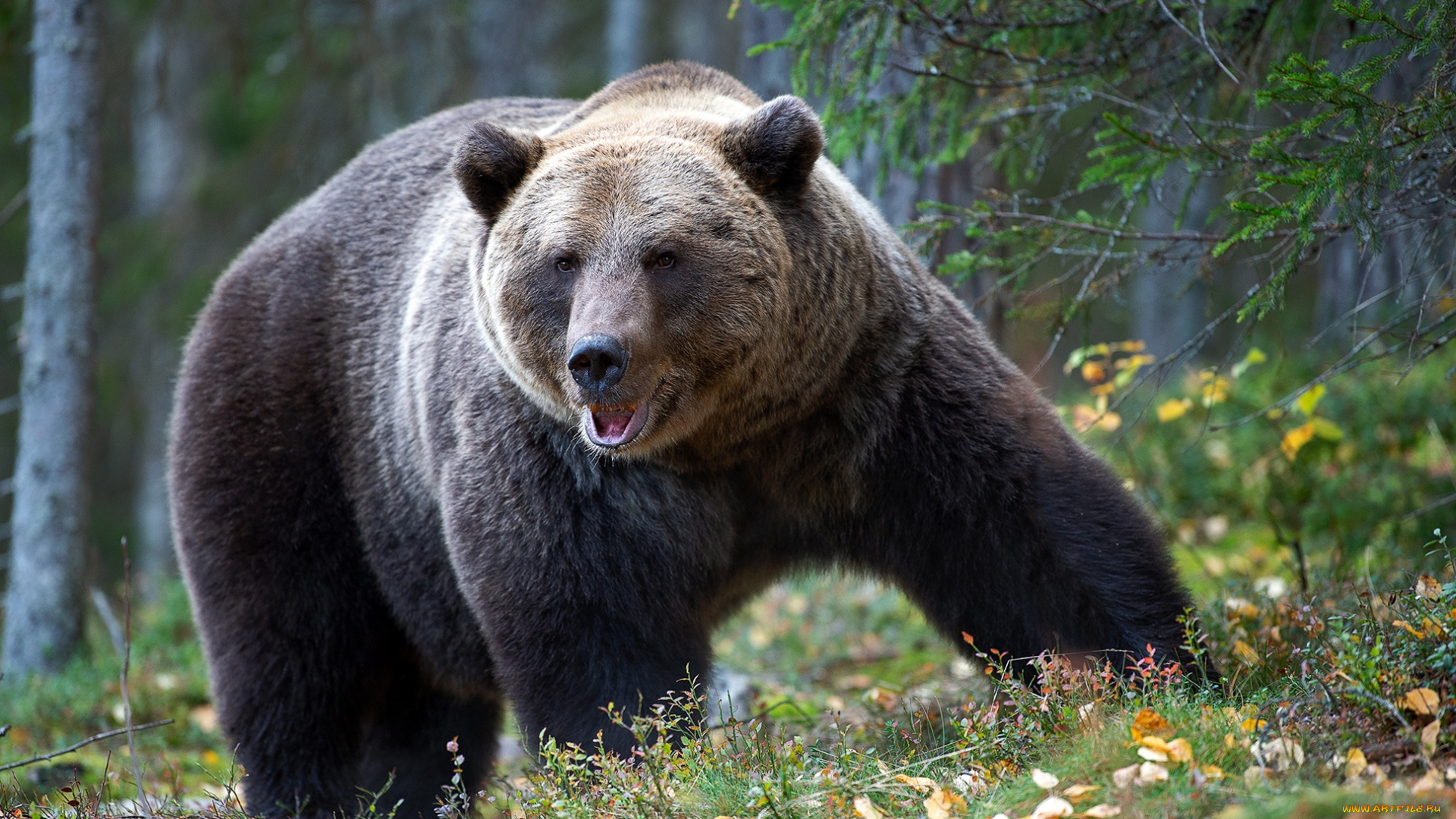 животные, медведи, природа, хищник, wallhaven, bears, бурый, медведь, animals, хозяин, тайги