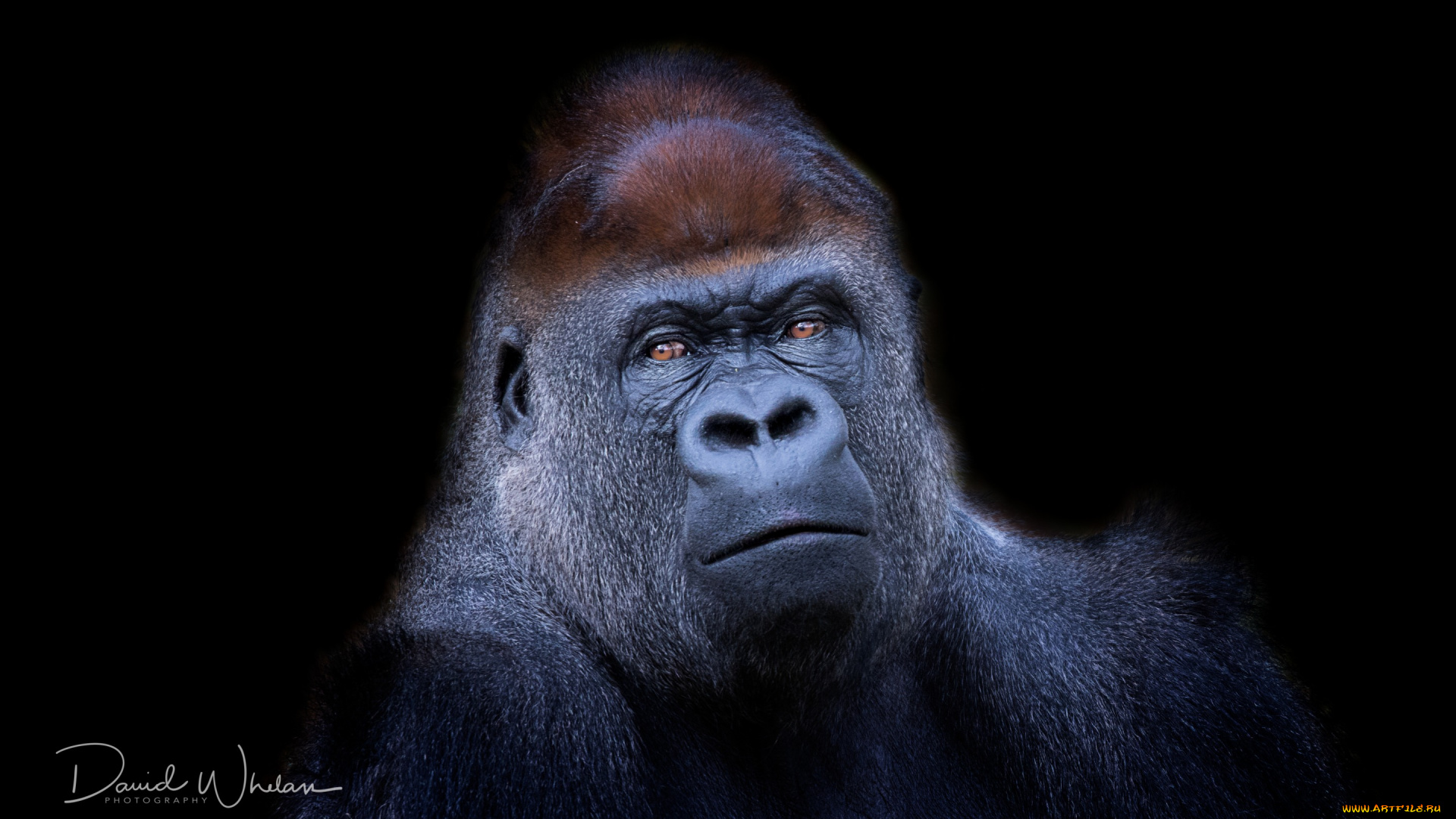 животные, обезьяны, western, lowland, gorilla, обезьяна, фон, природа